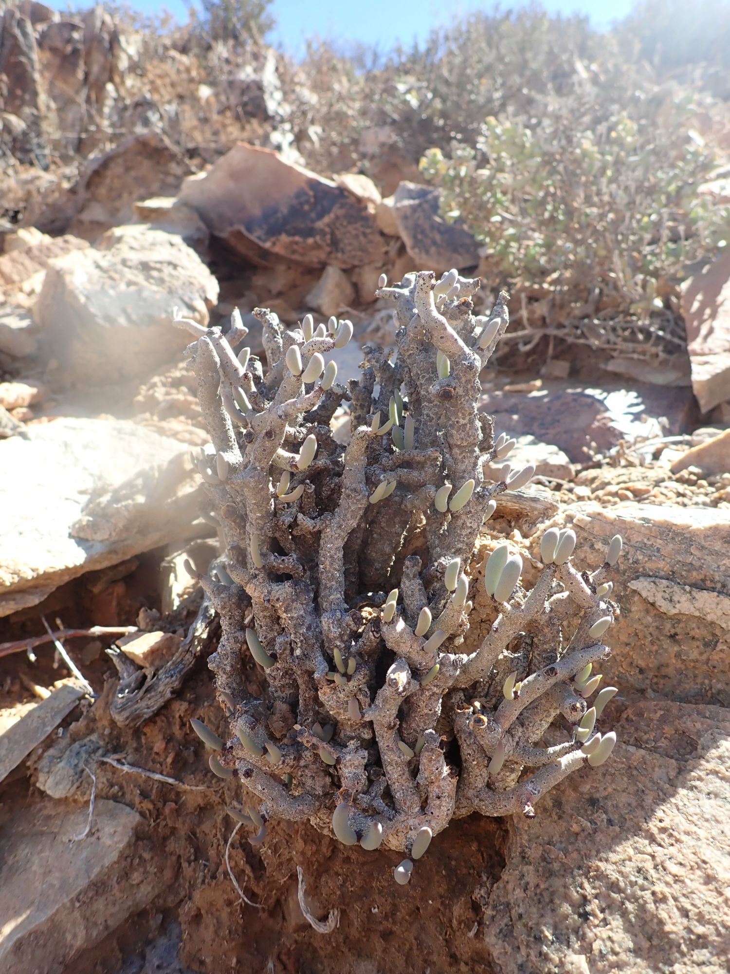 Image of Tylecodon buchholzianus