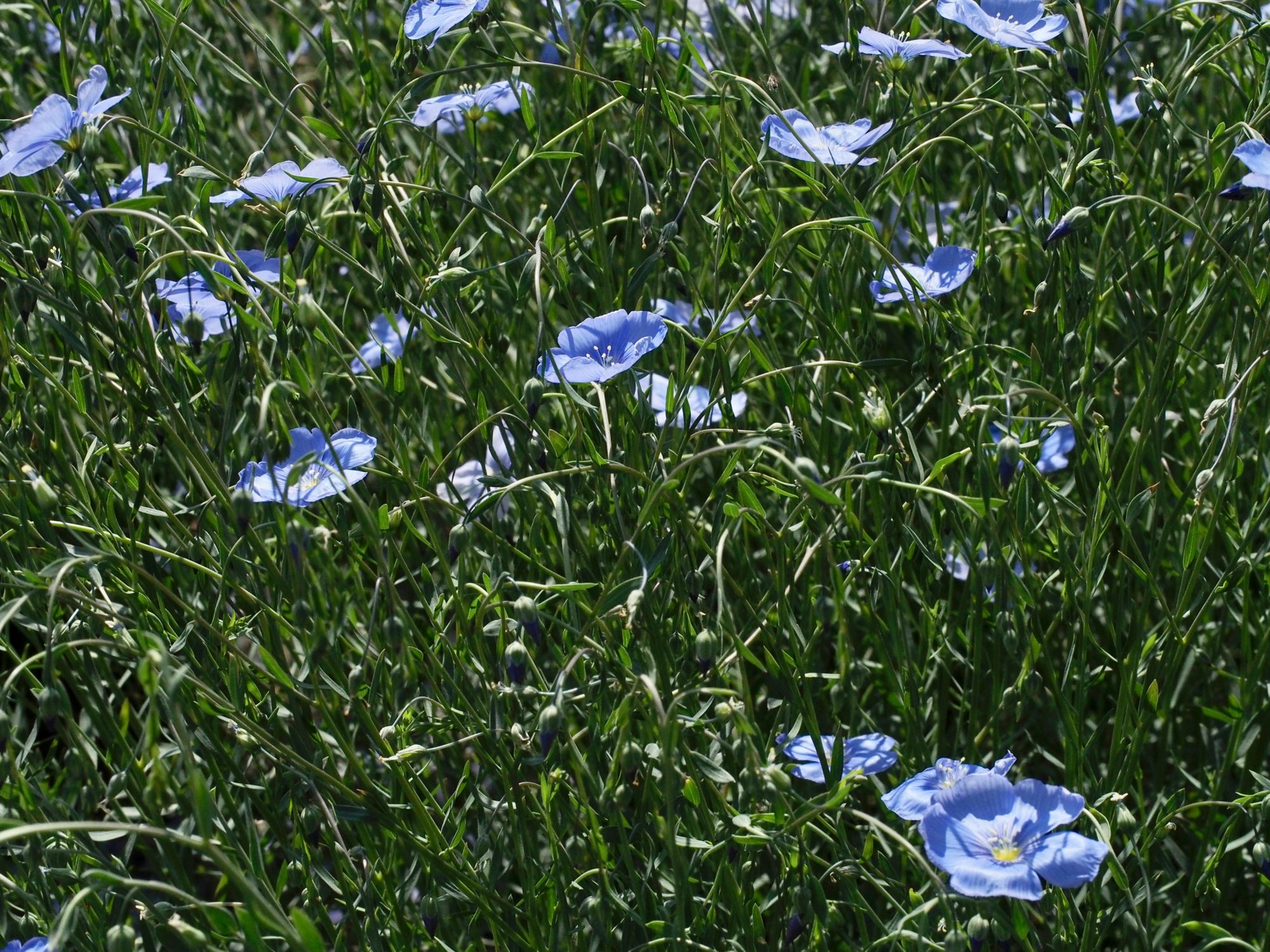 Image of Linum perenne