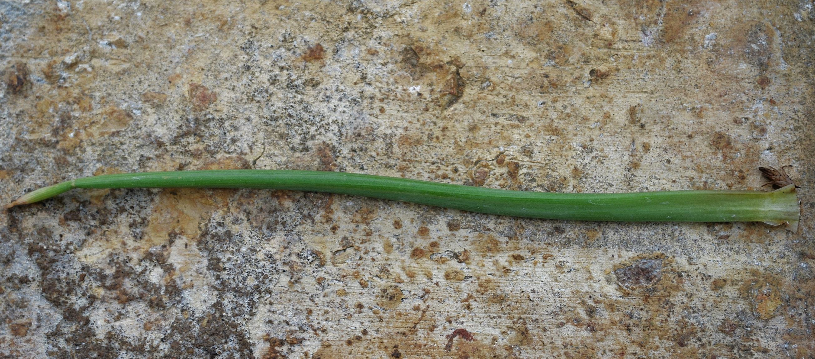 Image of Bulbine bulbosa