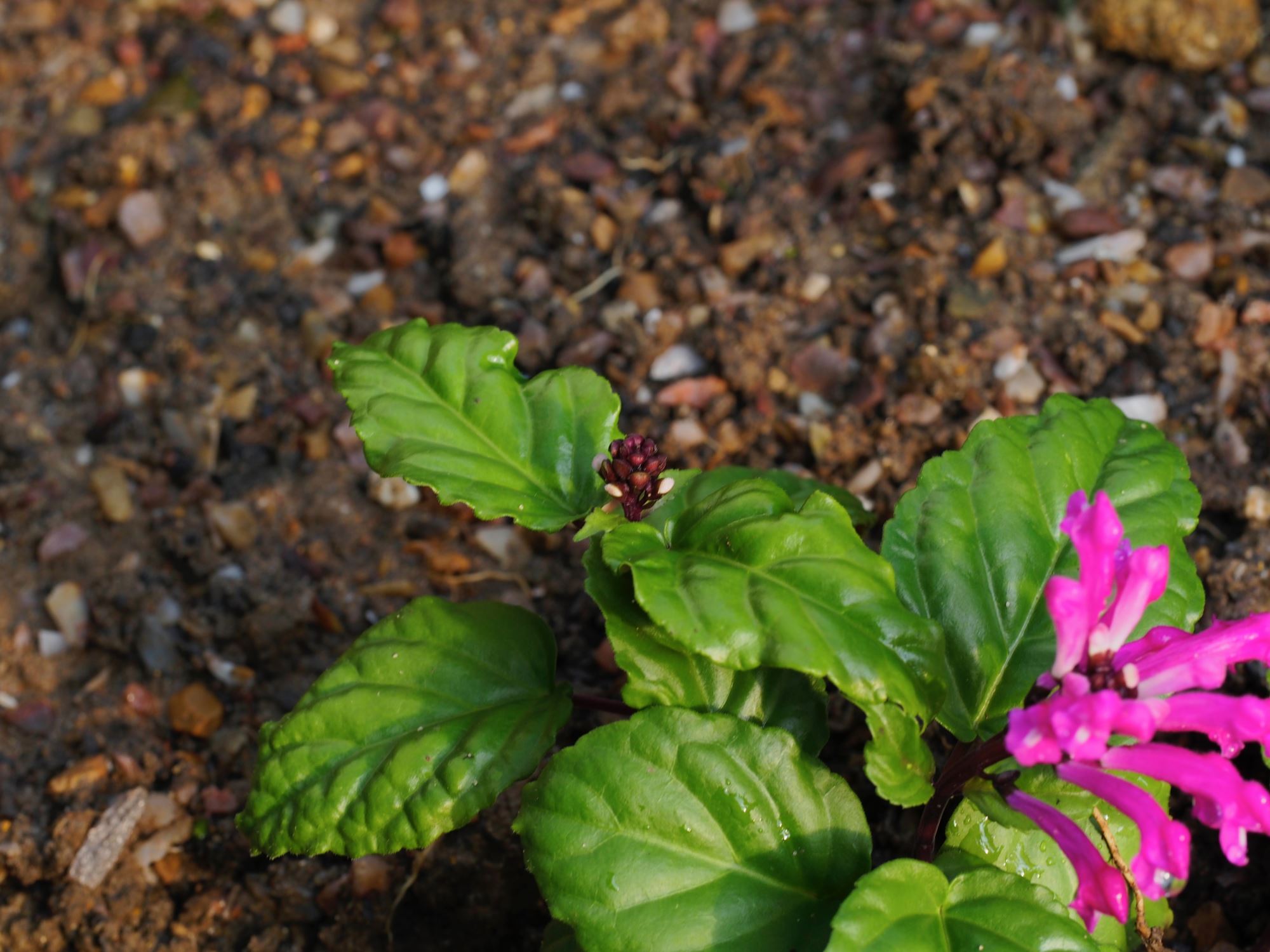 Image of Scutellaria coccinea