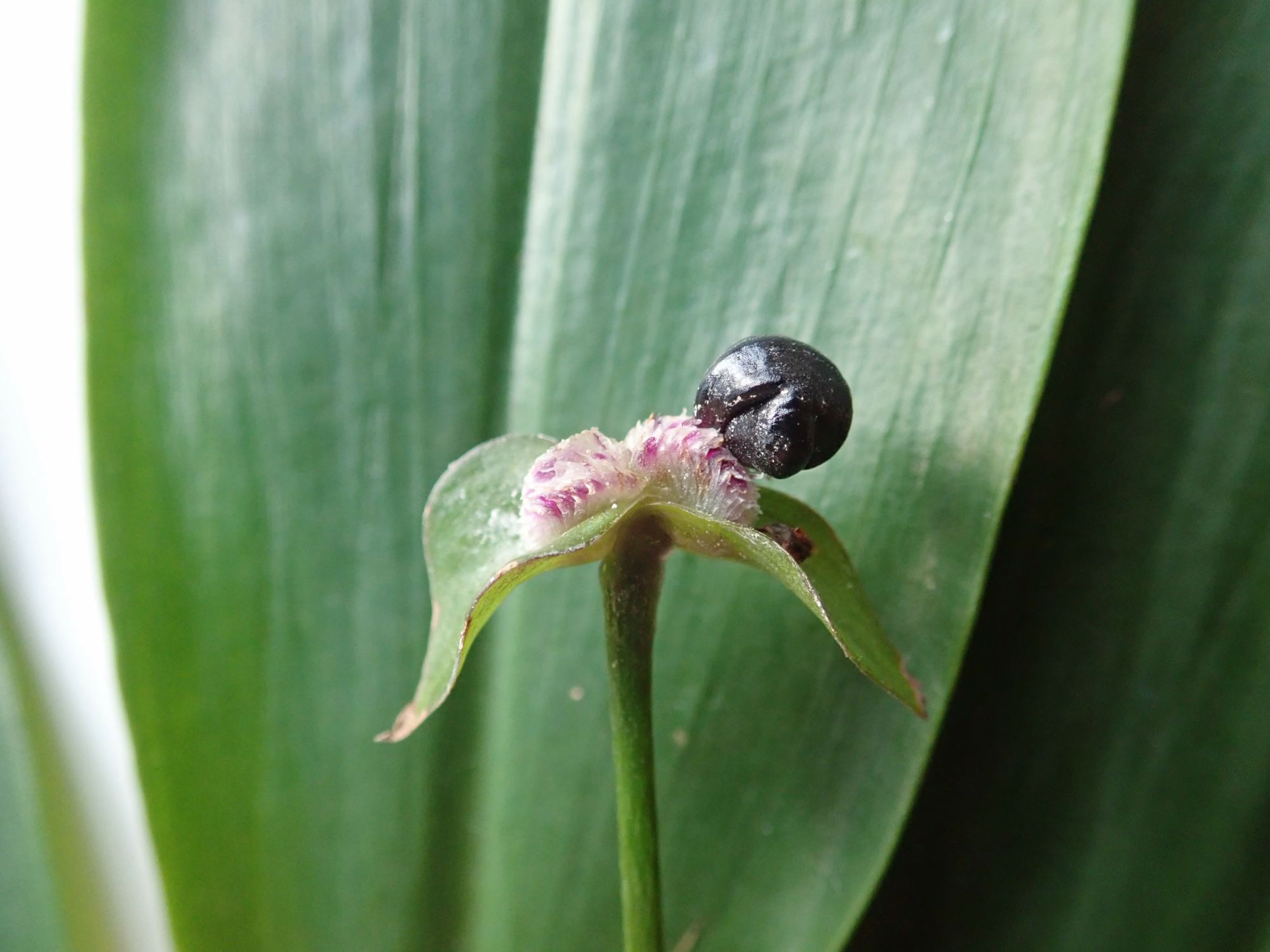 Image of Tradescantia zanonia