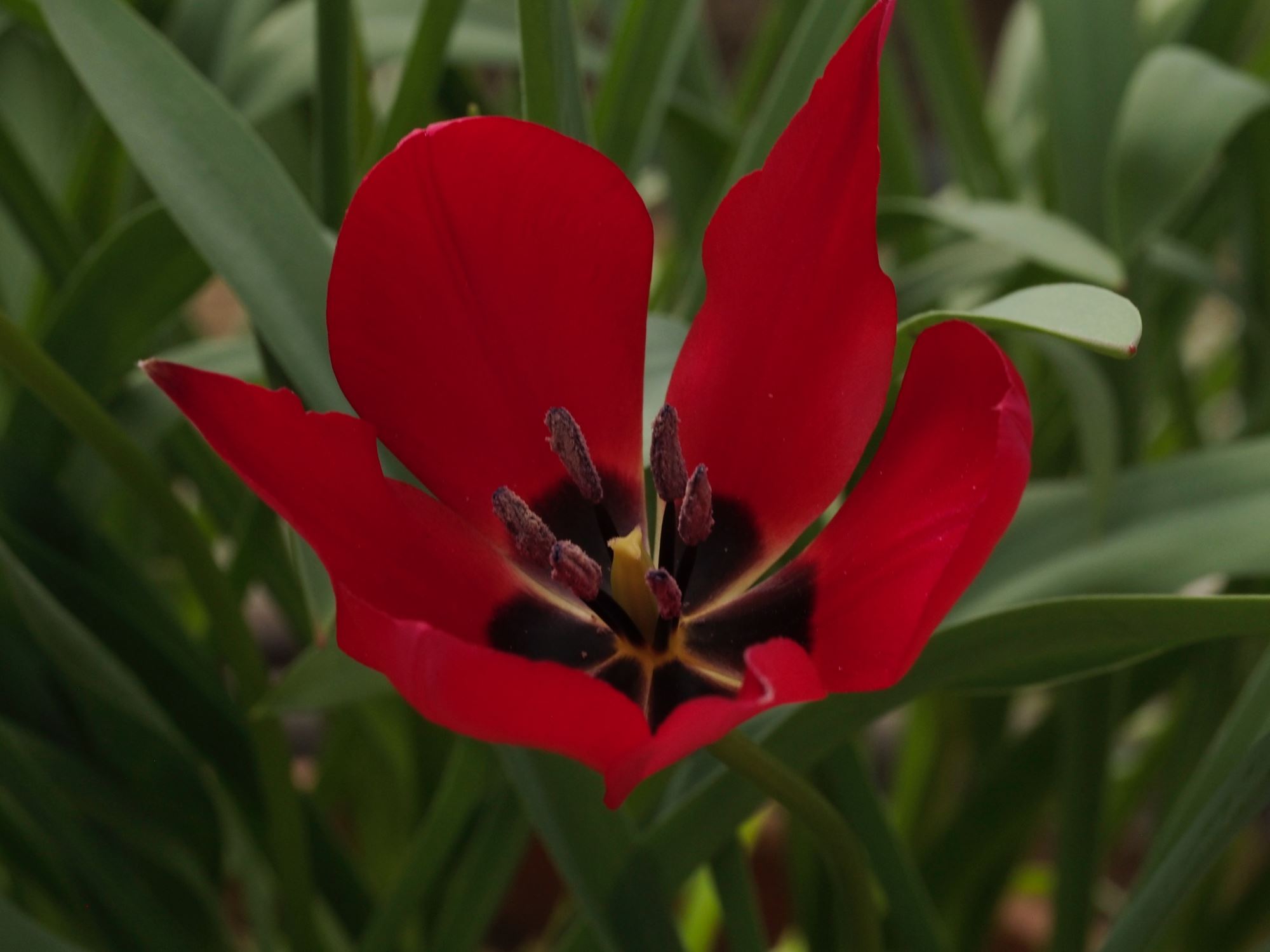Image of Tulipa stapfii