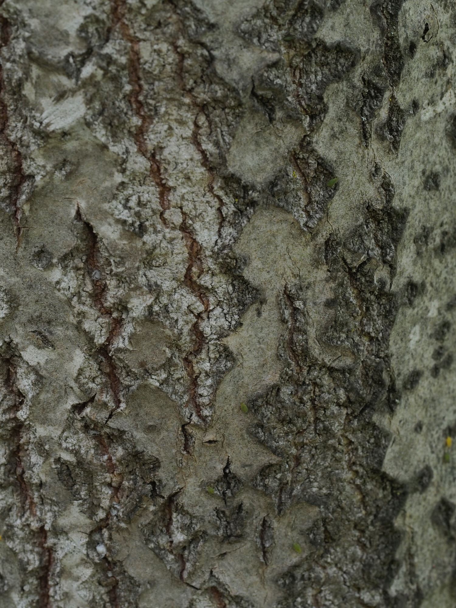 Image of Populus tremula