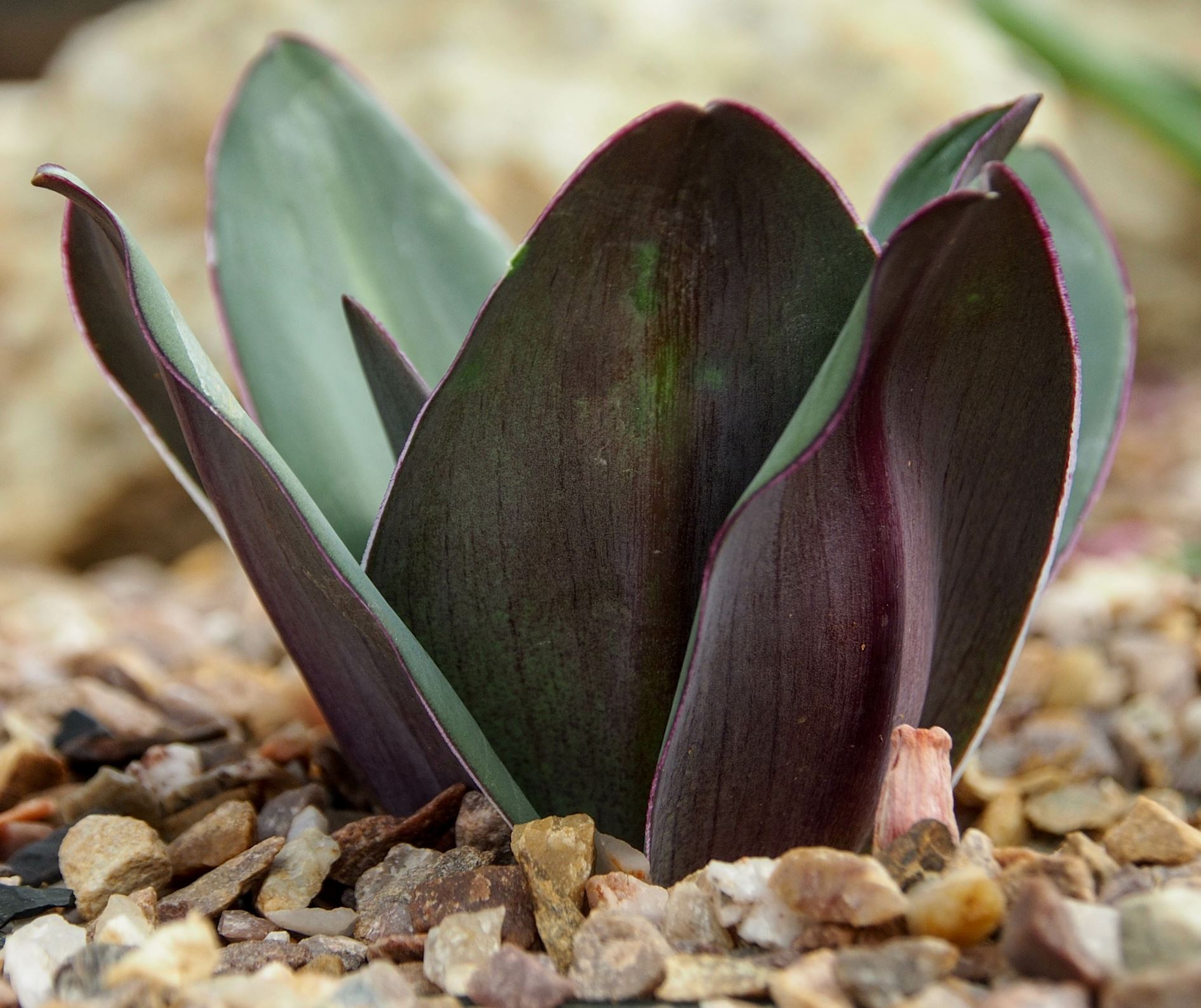 Image of Eucomis schijffii