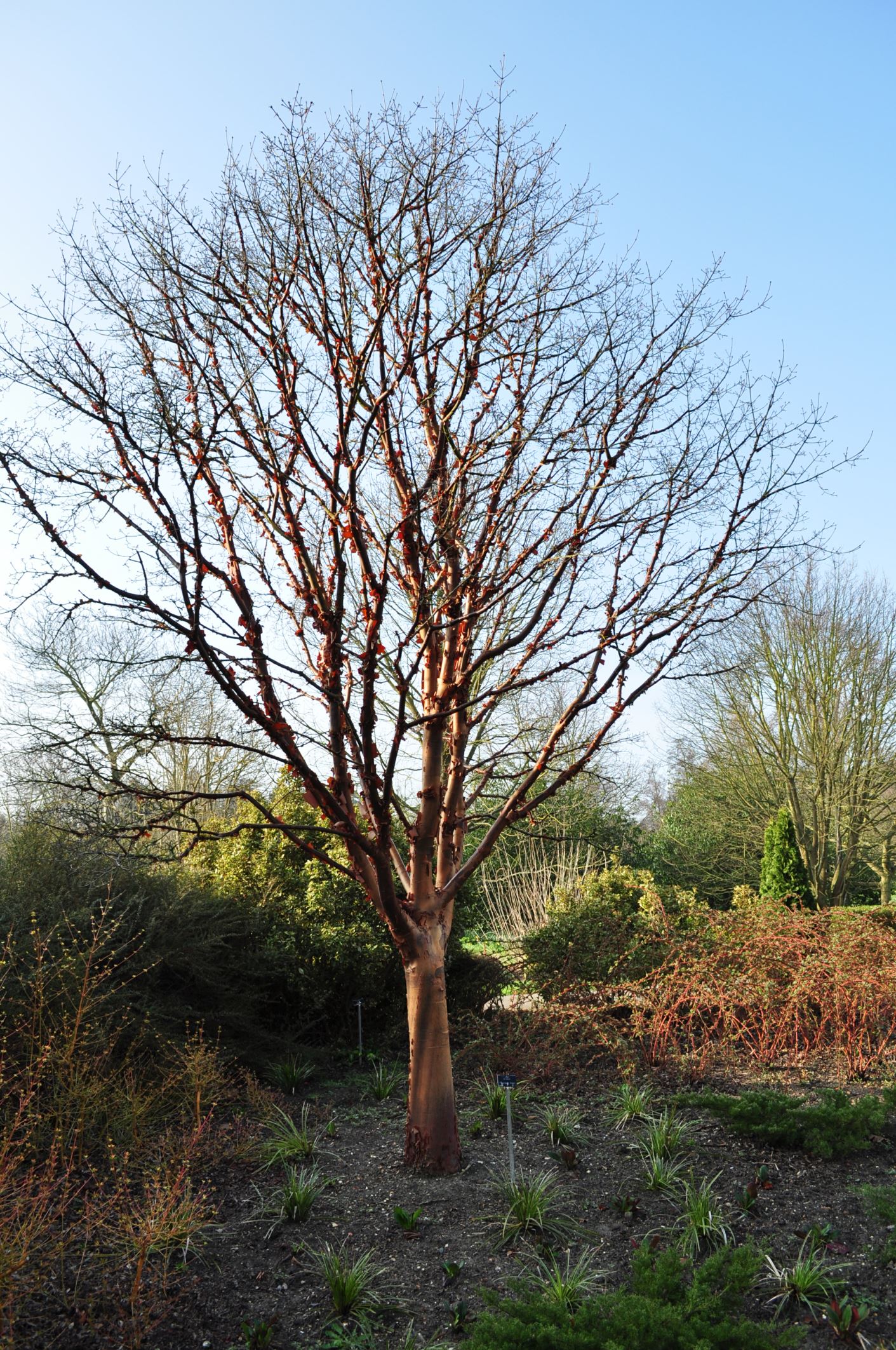 Image of Acer griseum