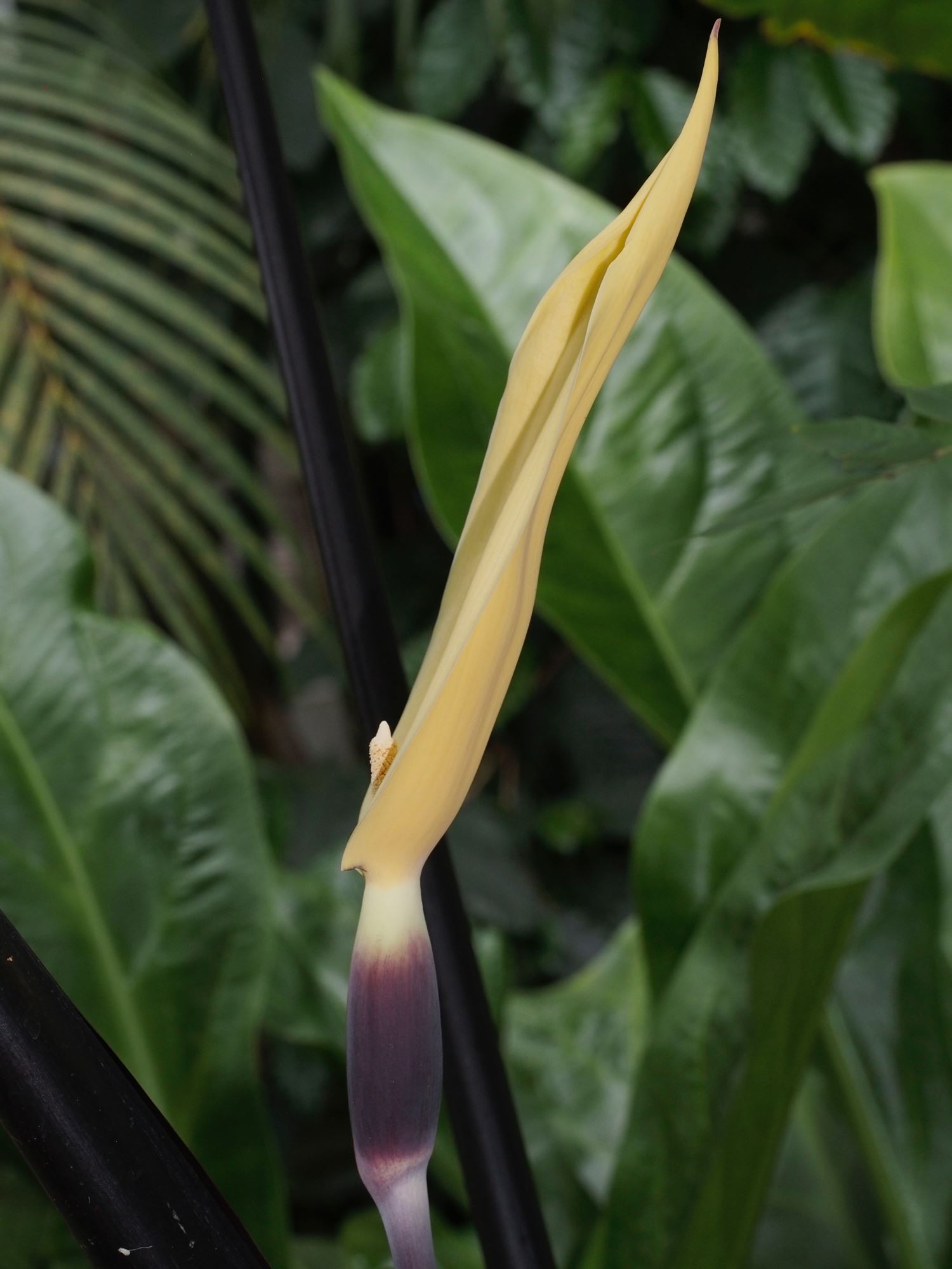 Image of Colocasia fontanesii
