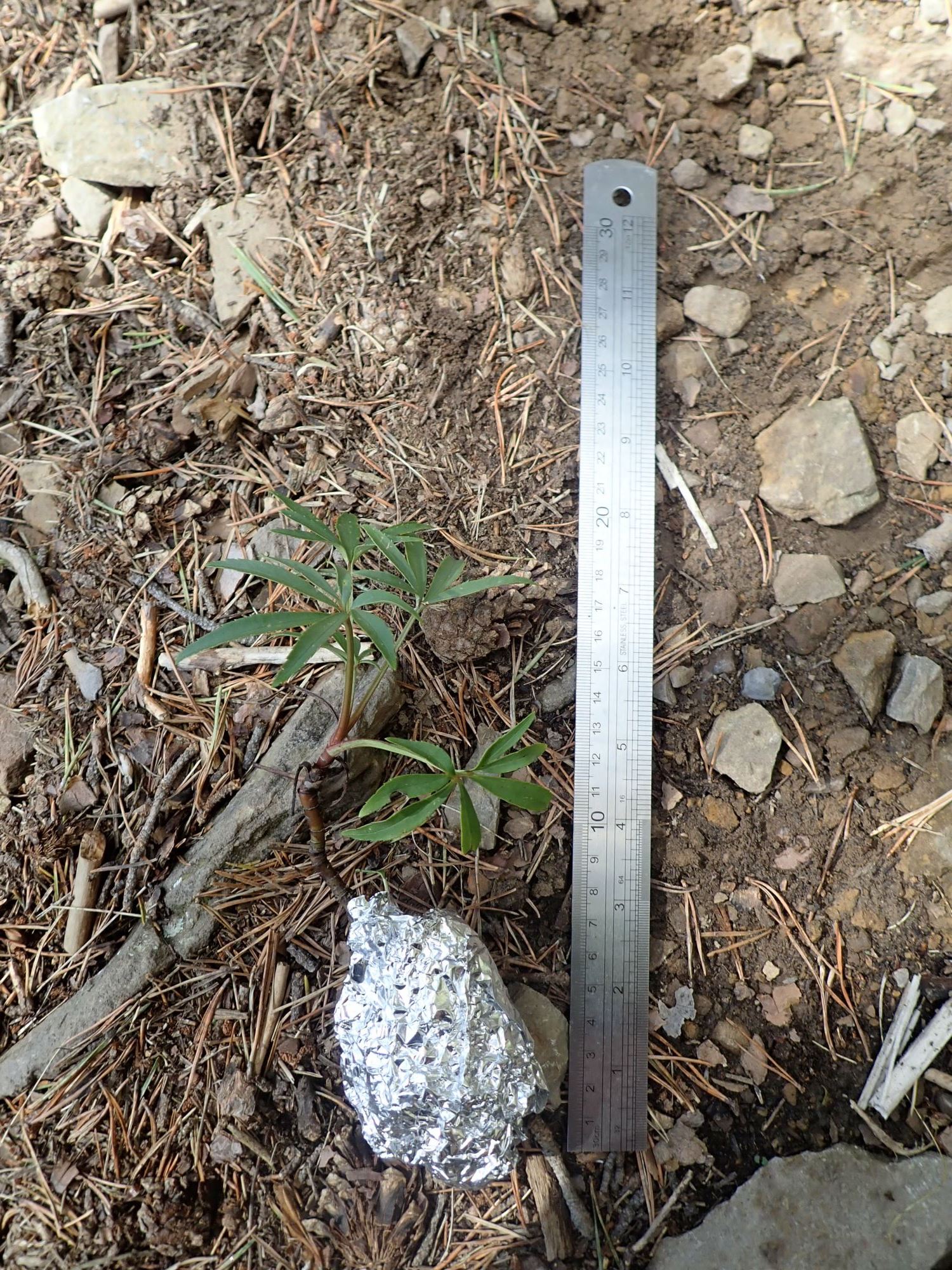 Image of Helleborus viridis