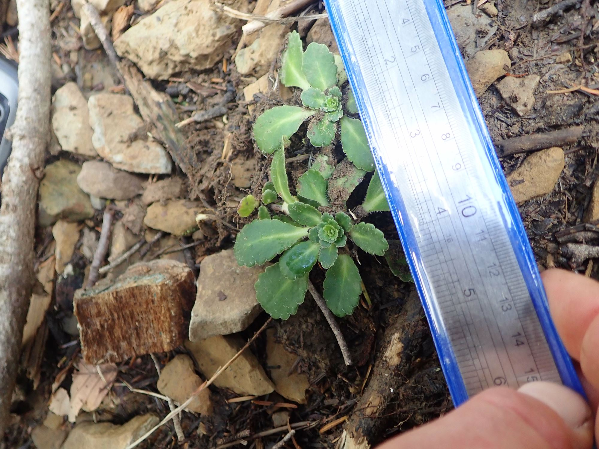 Image of Saxifraga umbrosa