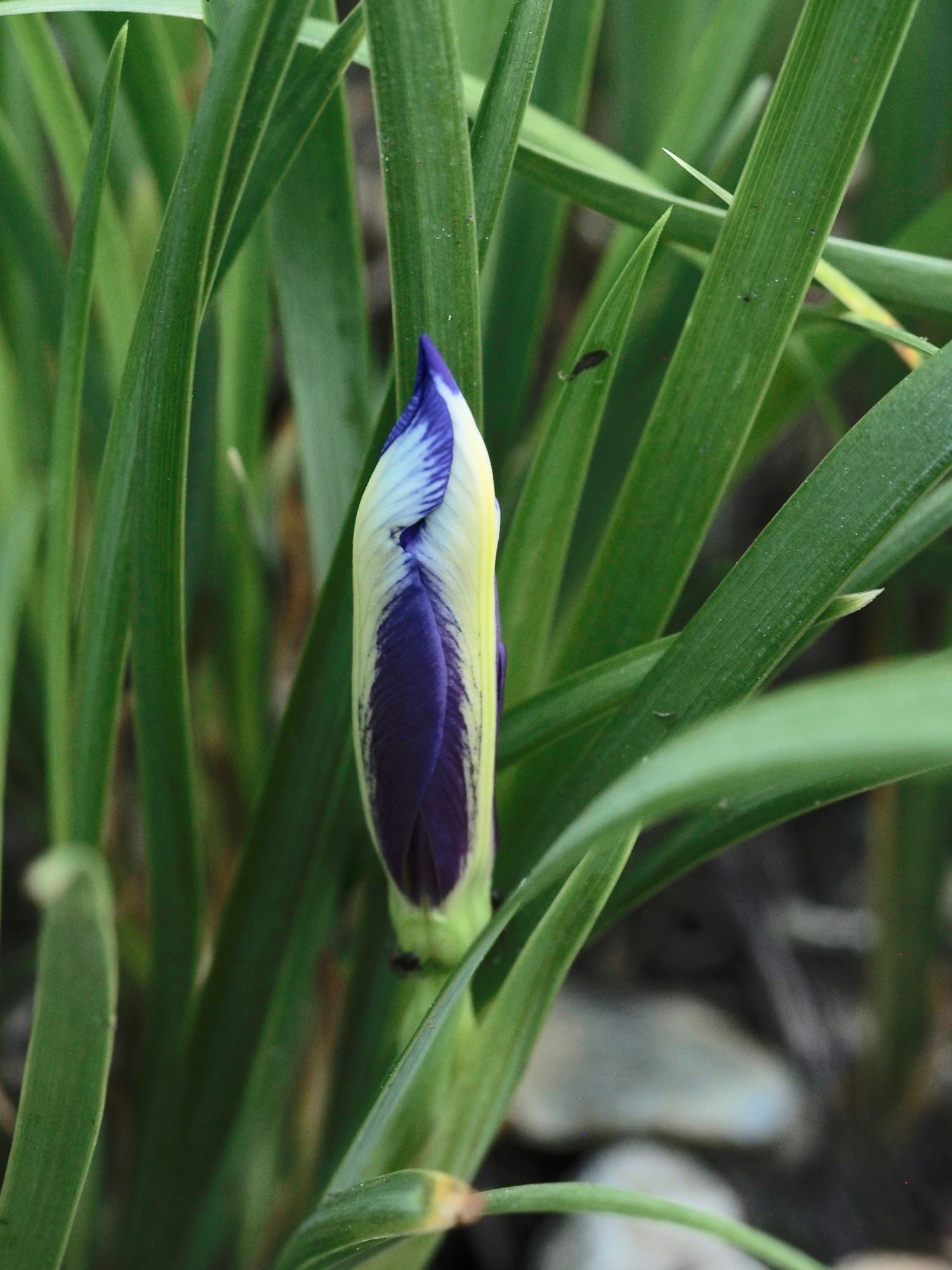 Image of Iris graminea