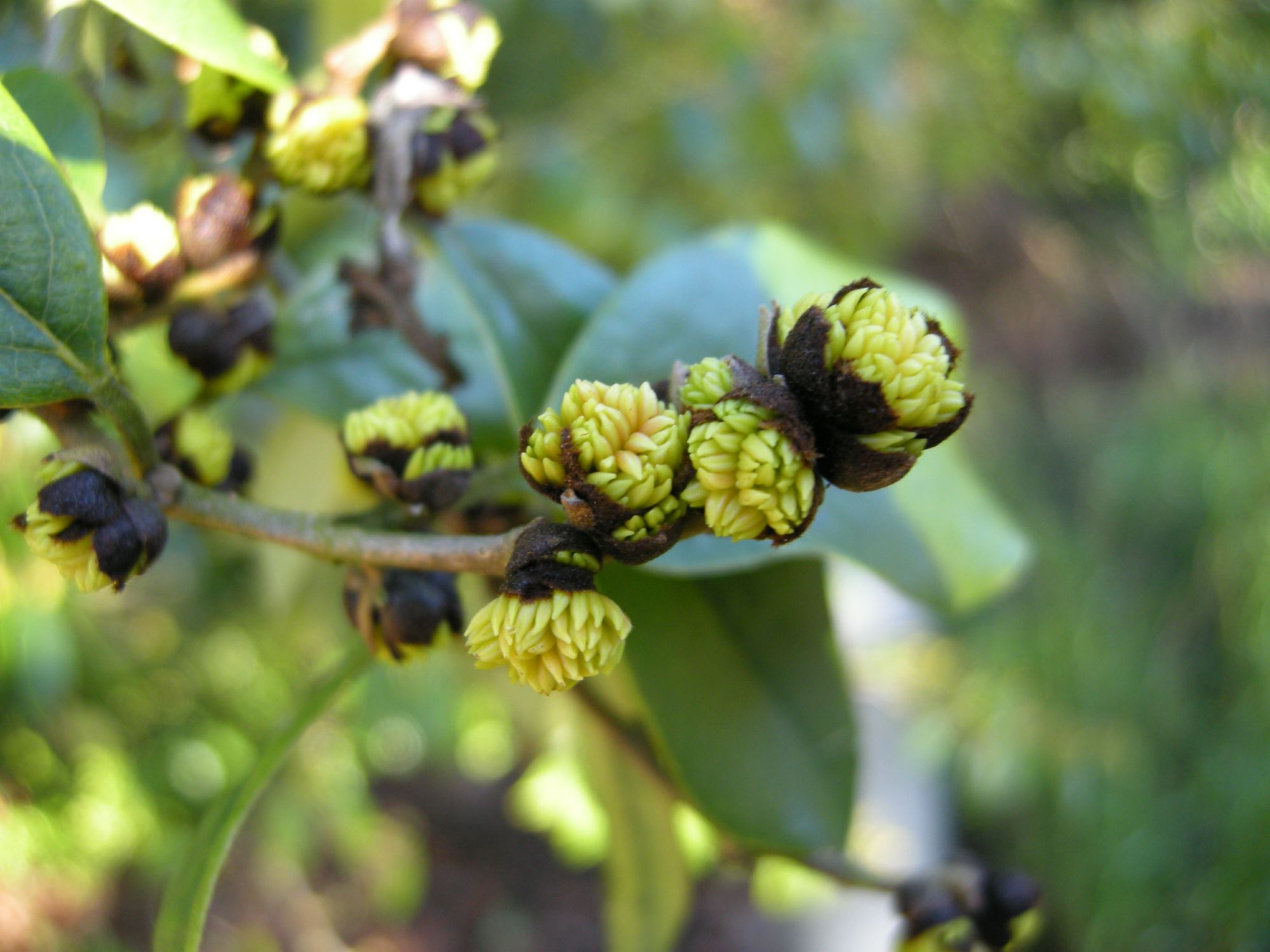 Image of Sycopsis sinensis
