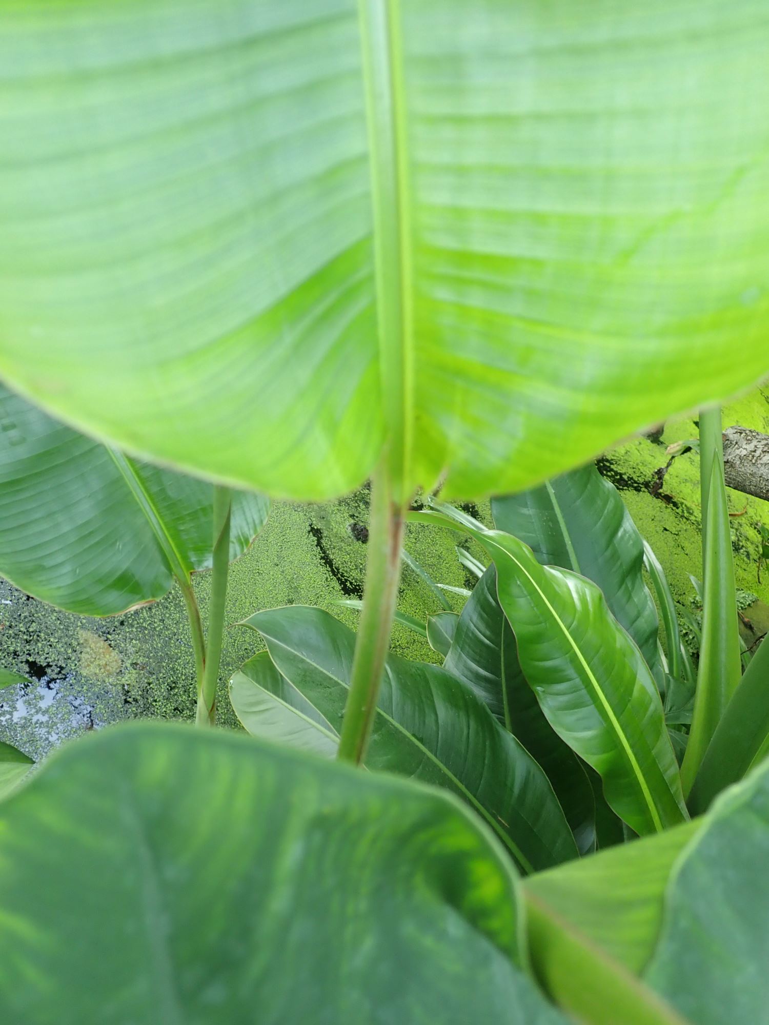Image of Heliconia latispatha
