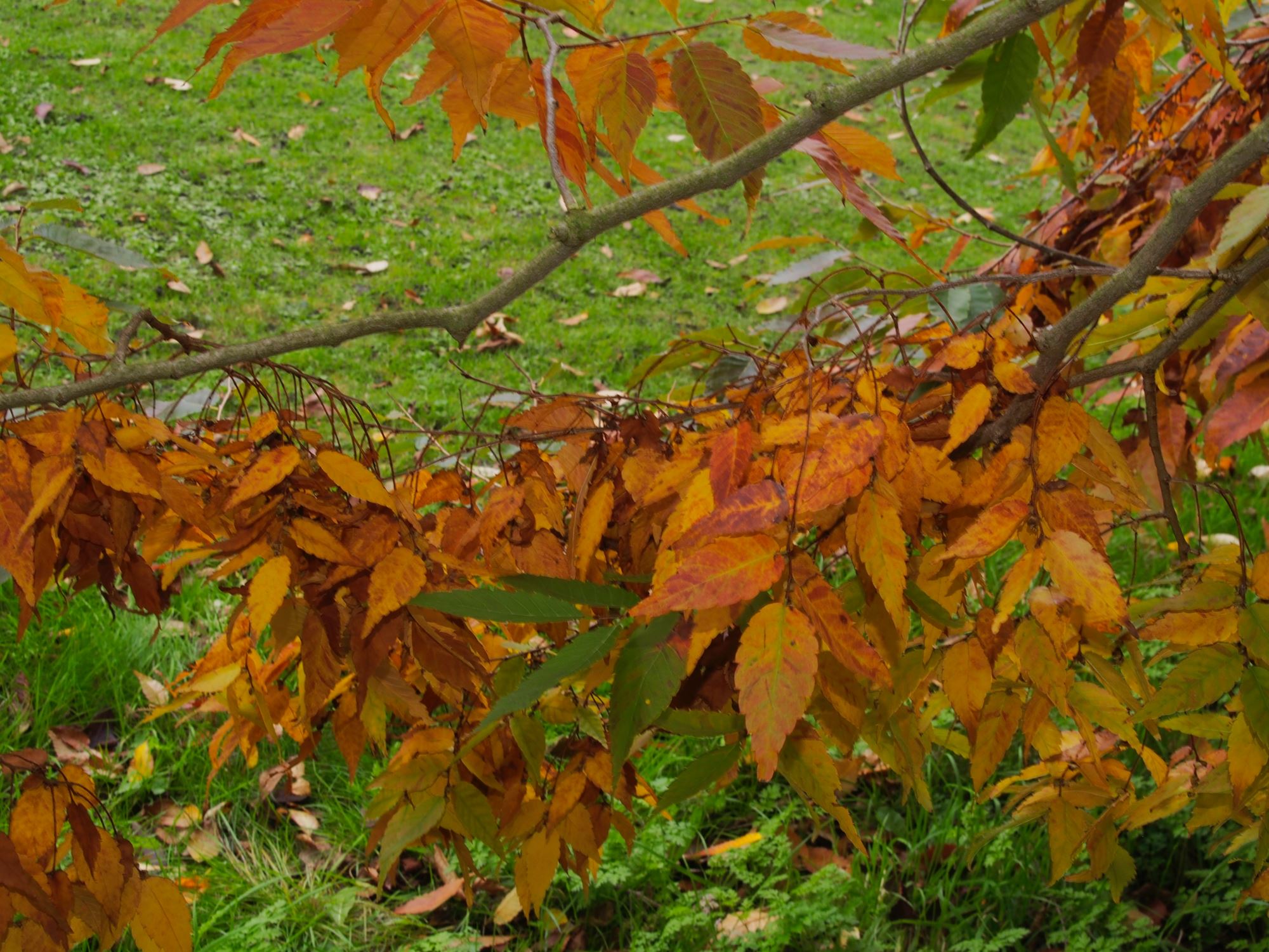 Image of Zelkova serrata