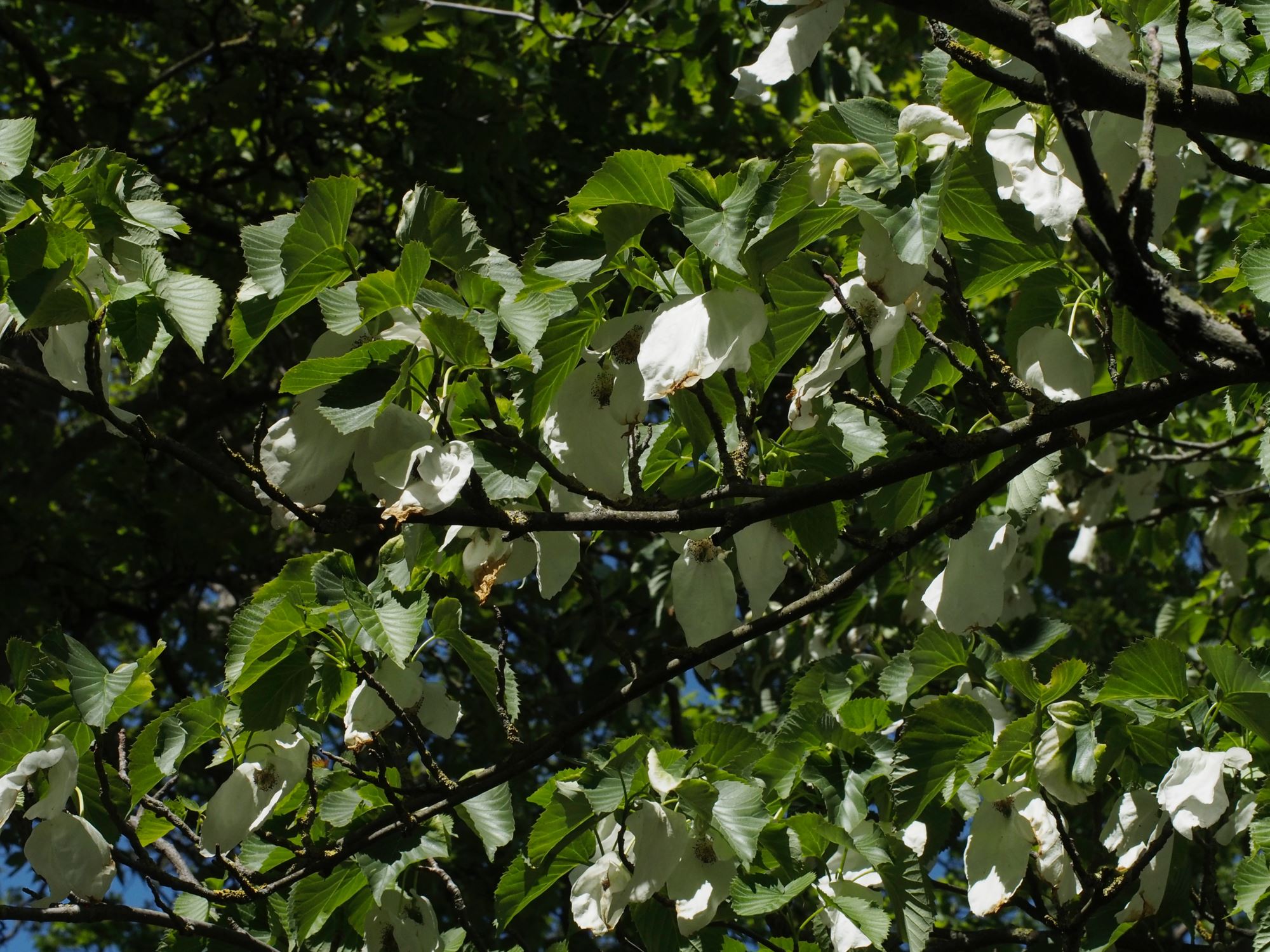 Image of Davidia involucrata