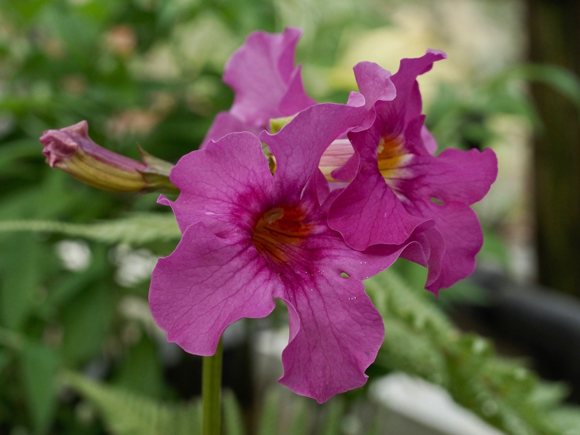 Image of Incarvillea forrestii