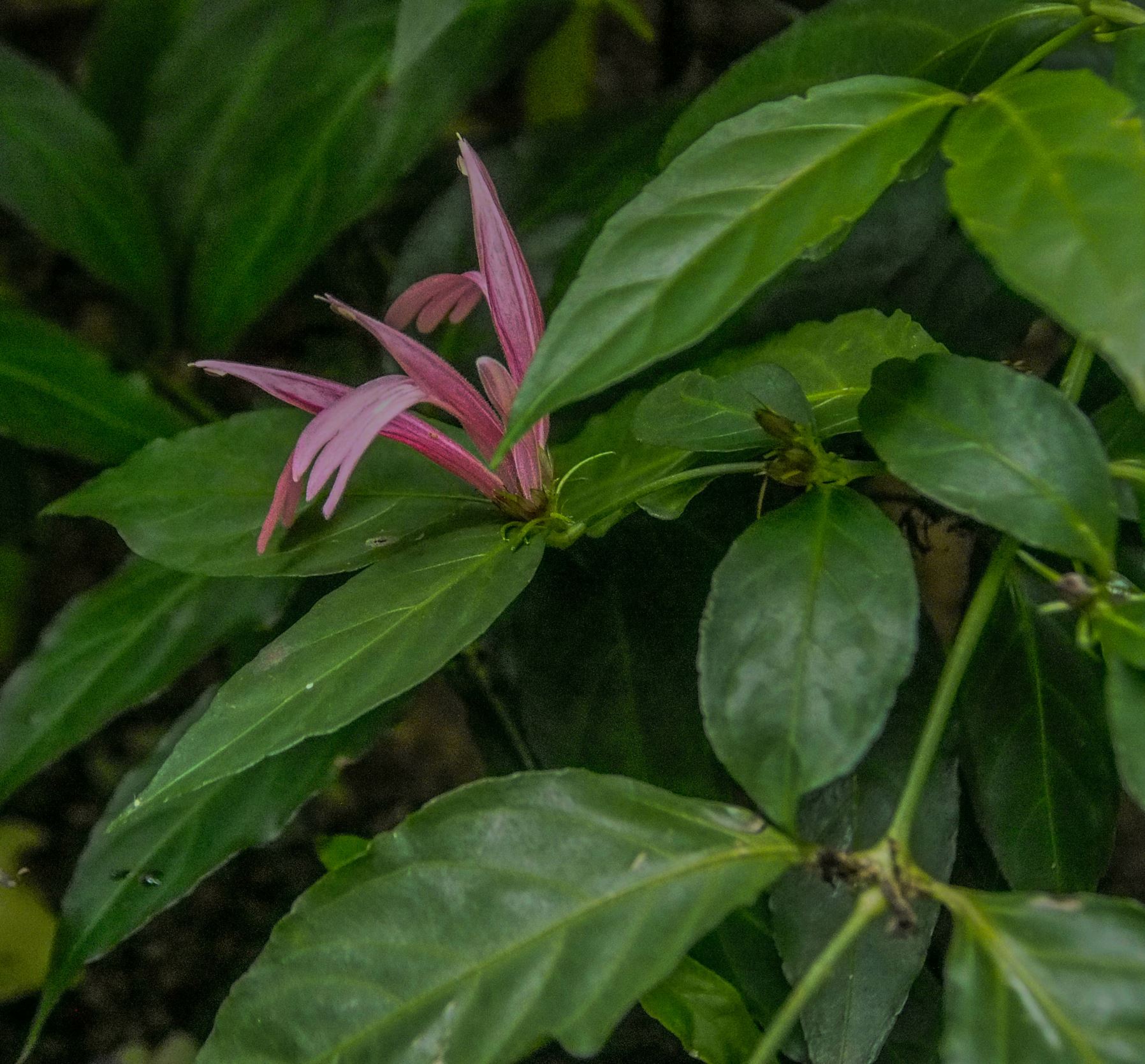 Image of Justicia brasiliana