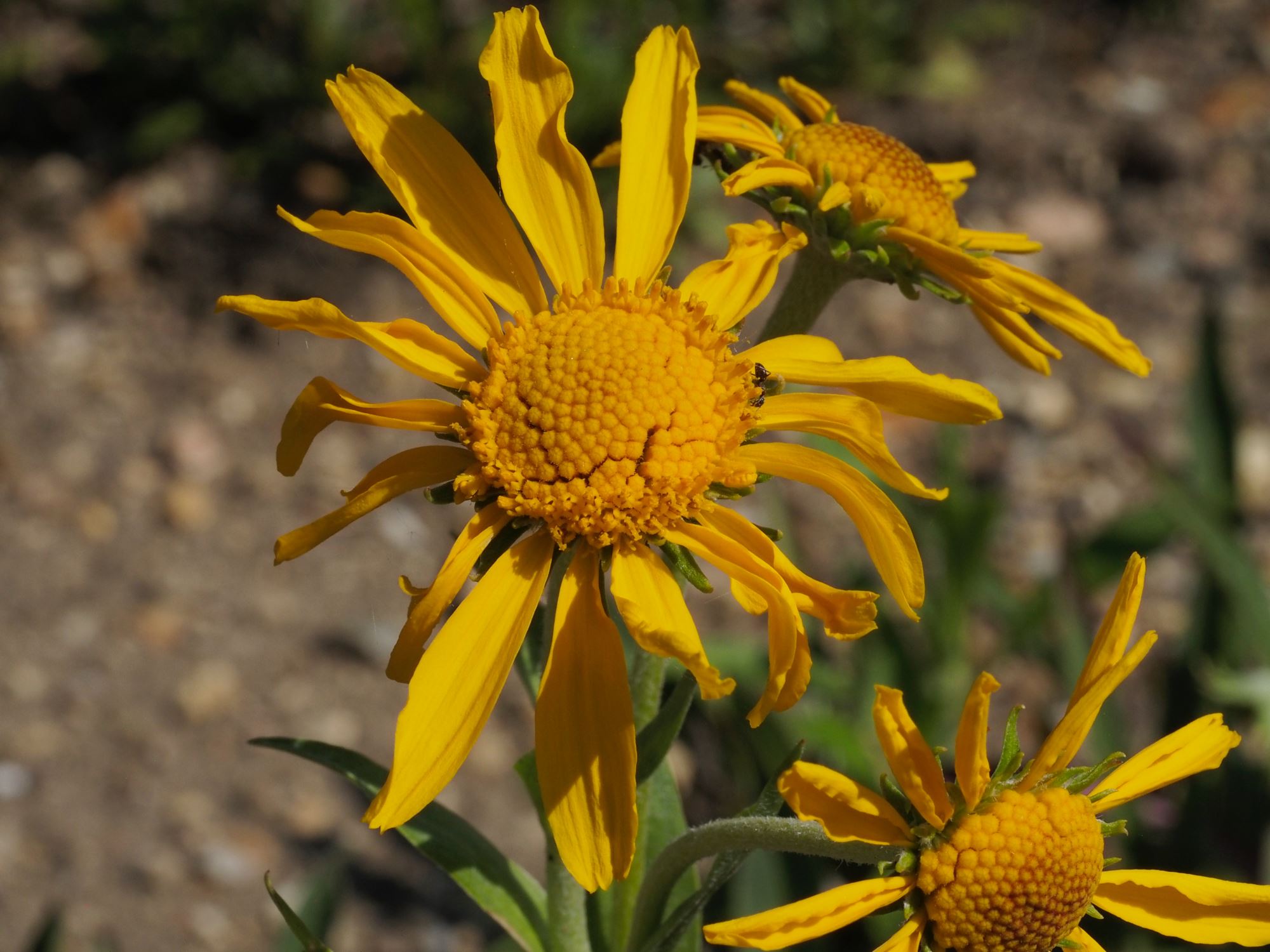 Image of Hymenoxys hoopesii