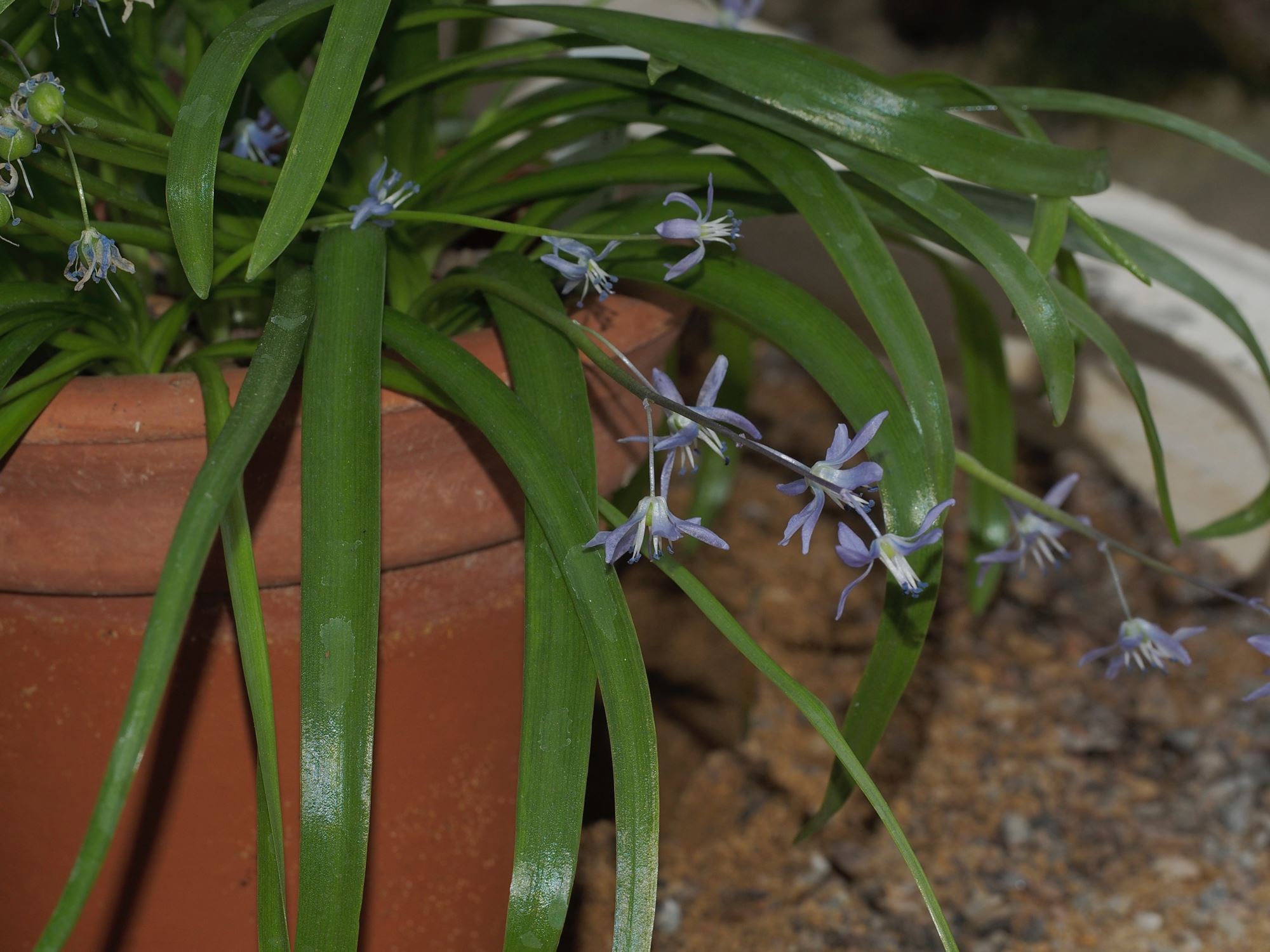 Image of Scilla sp.