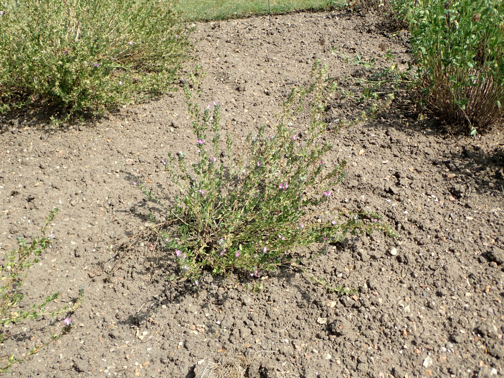 Image of Ononis fruticosa