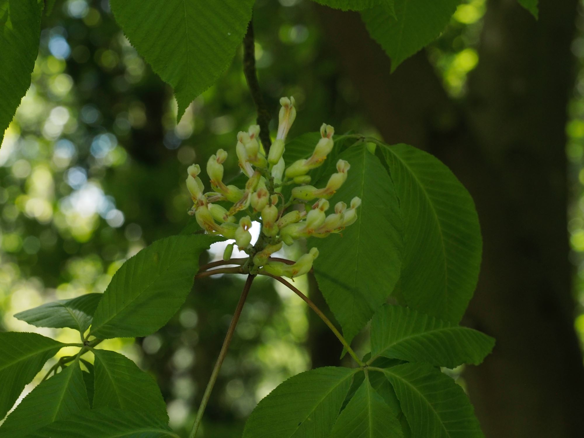 Image of Aesculus Ã— neglecta 'Erythroblastos'