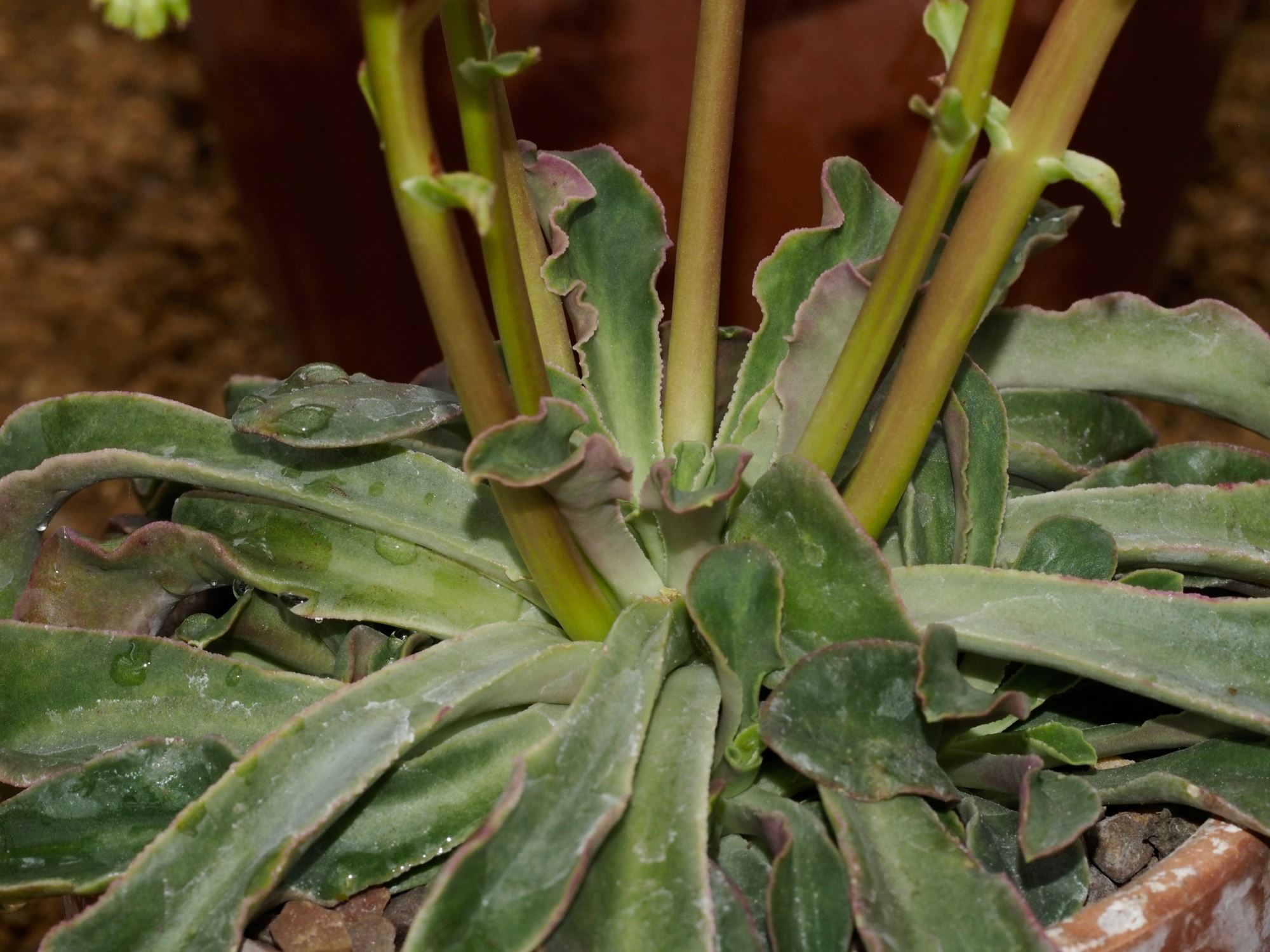 Image of Lewisia cotyledon var. howellii