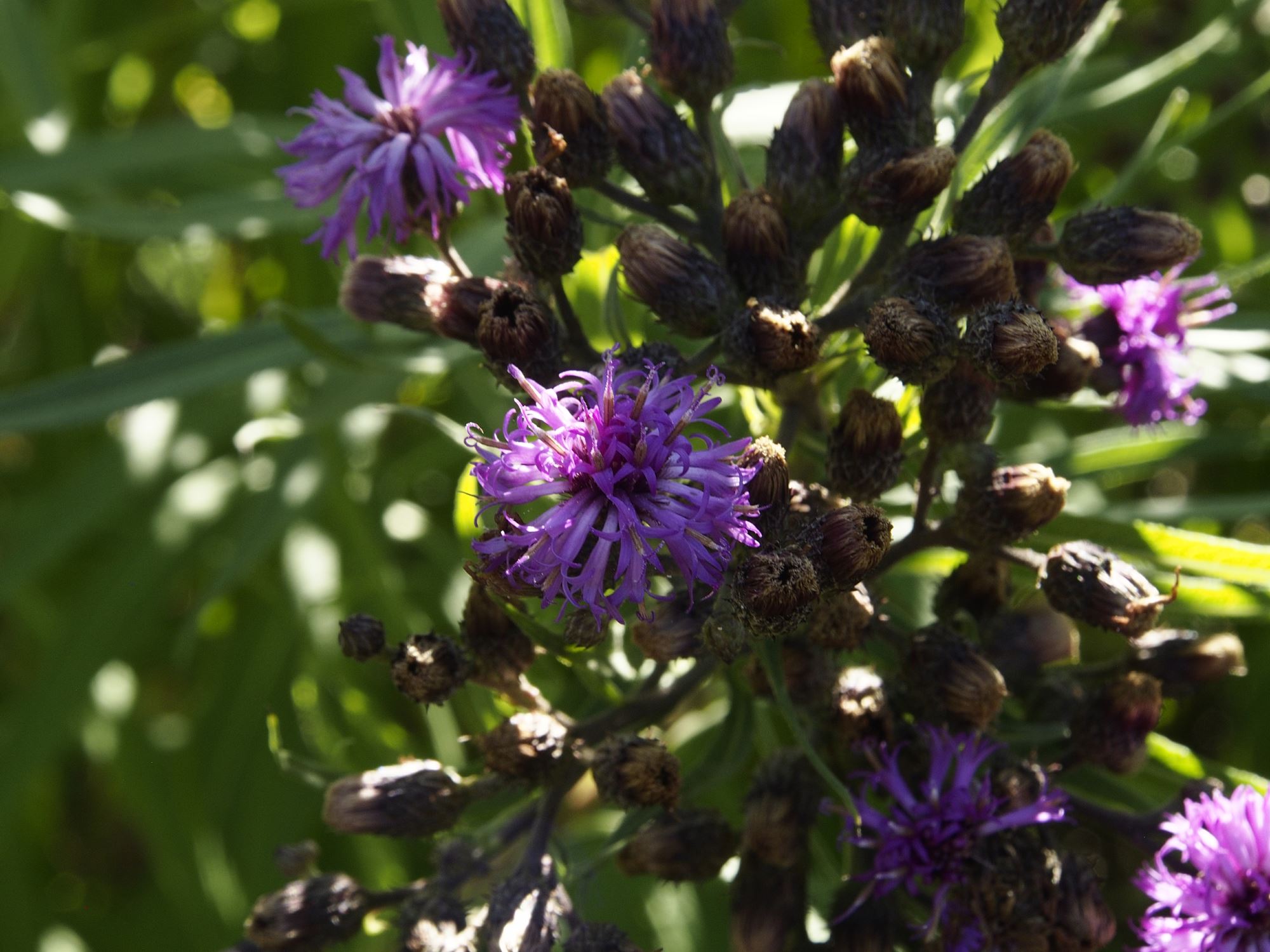 Image of Vernonia altissima