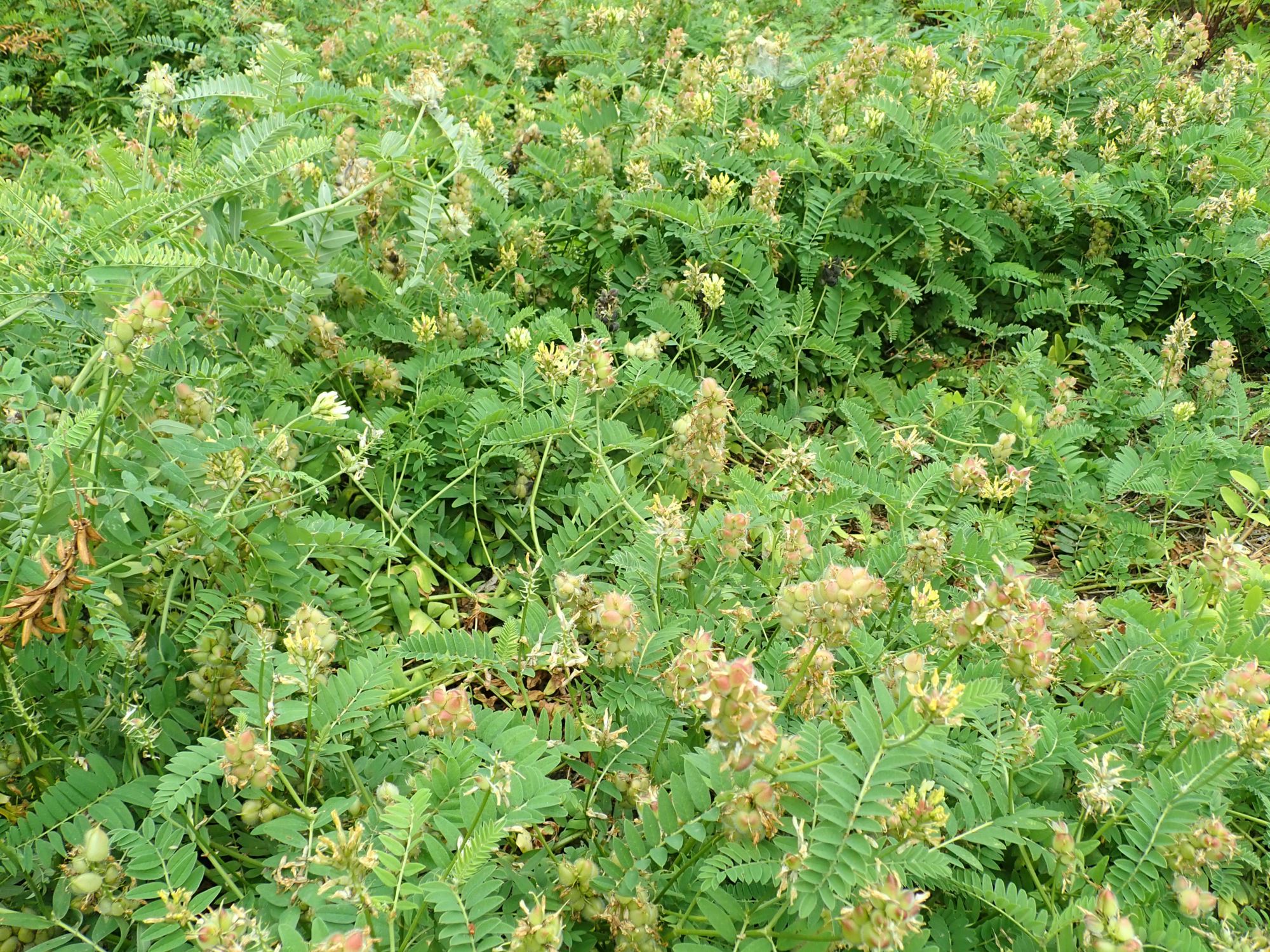 Image of Astragalus cicer