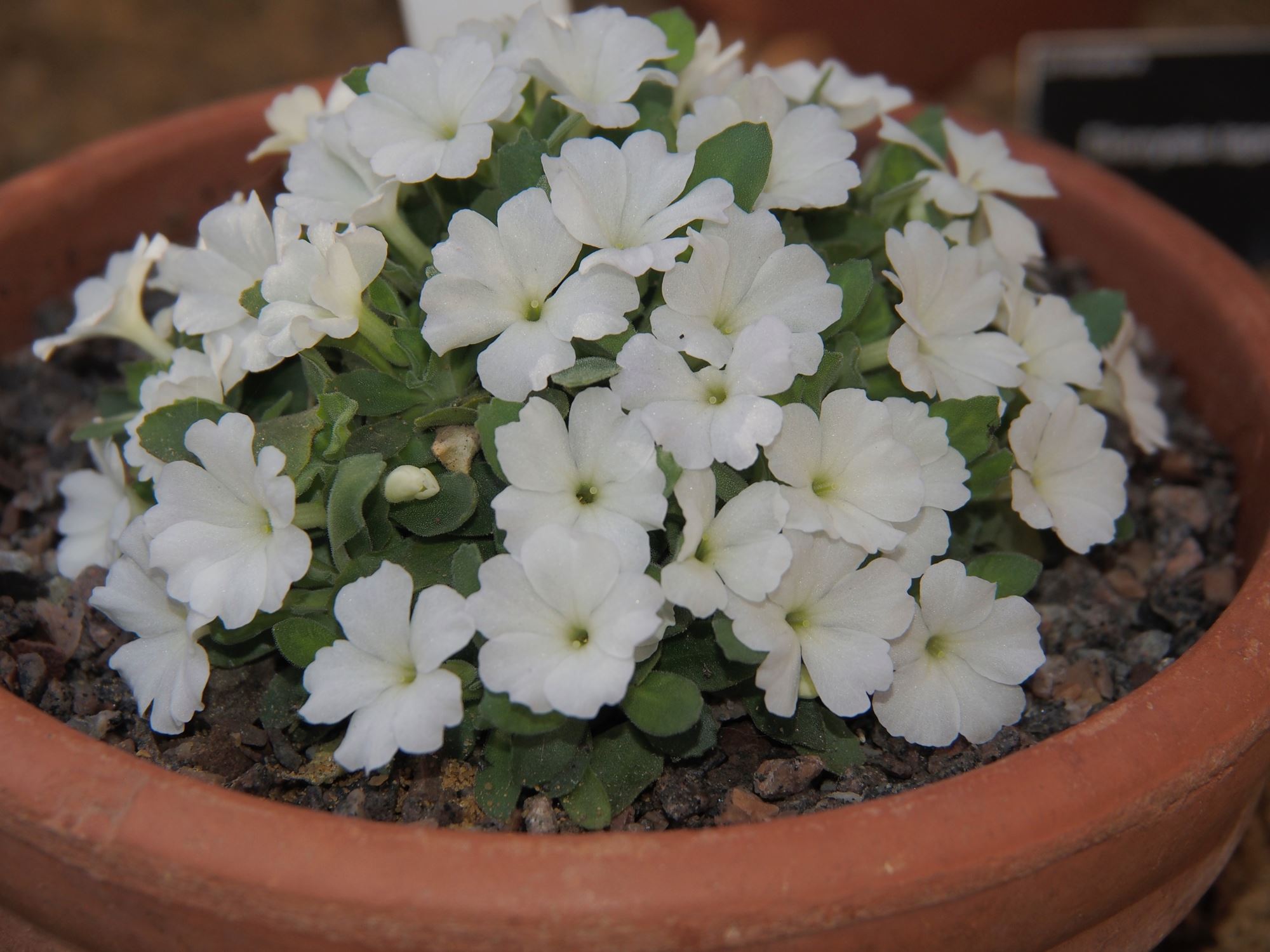 Image of Primula allionii