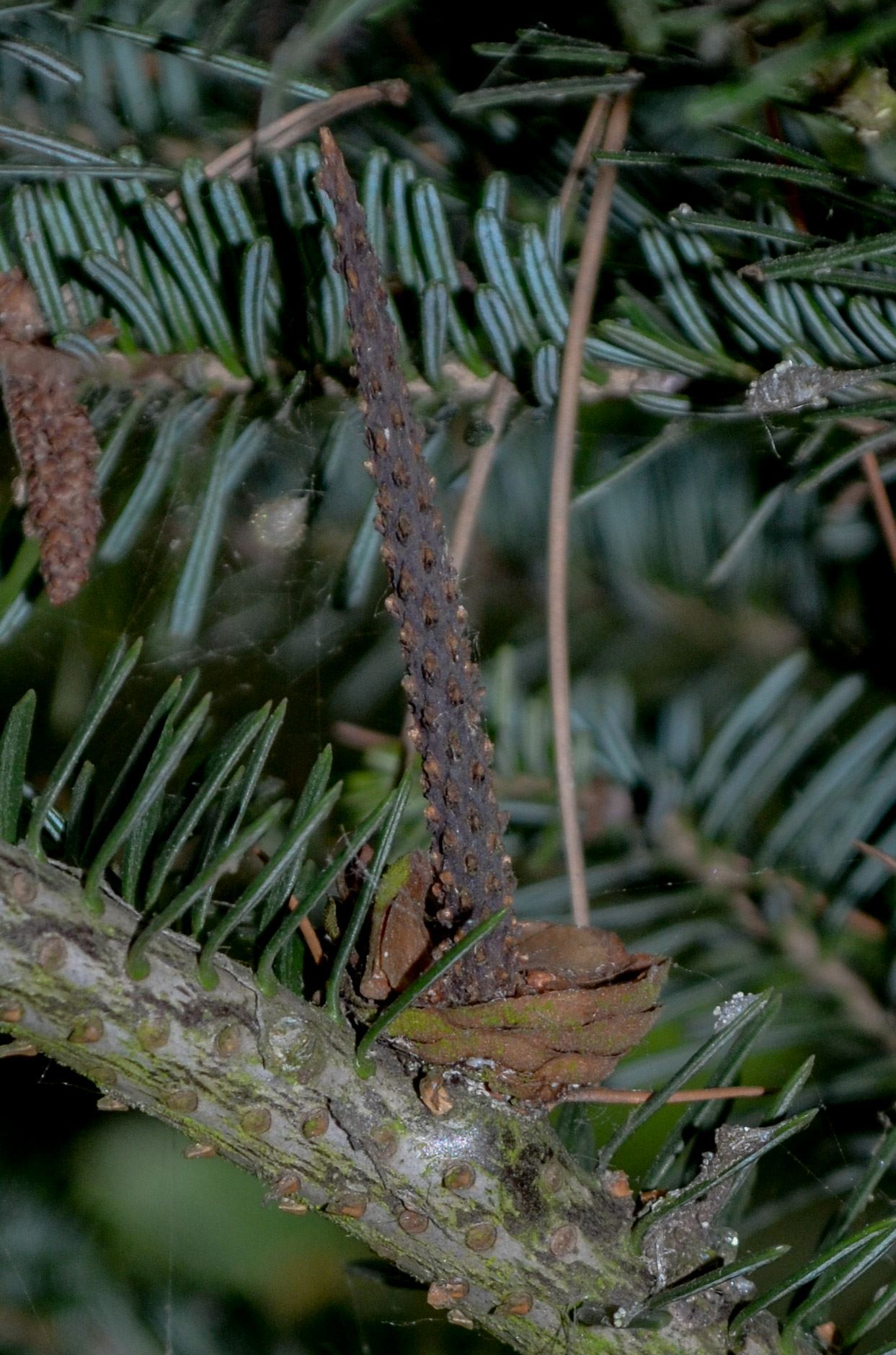 Image of Abies Ã— phanerolepis