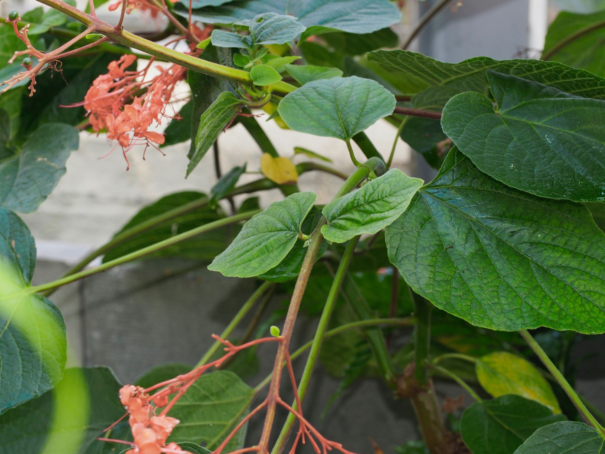 Image of Clerodendrum speciosissimum