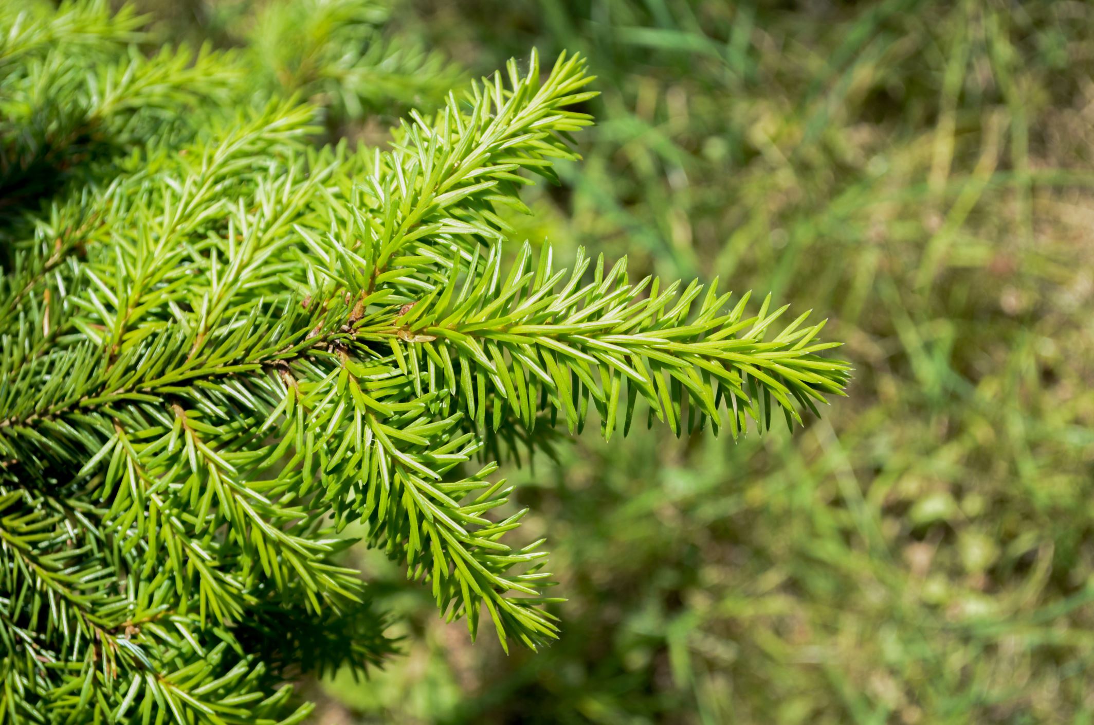 Image of Picea omorika
