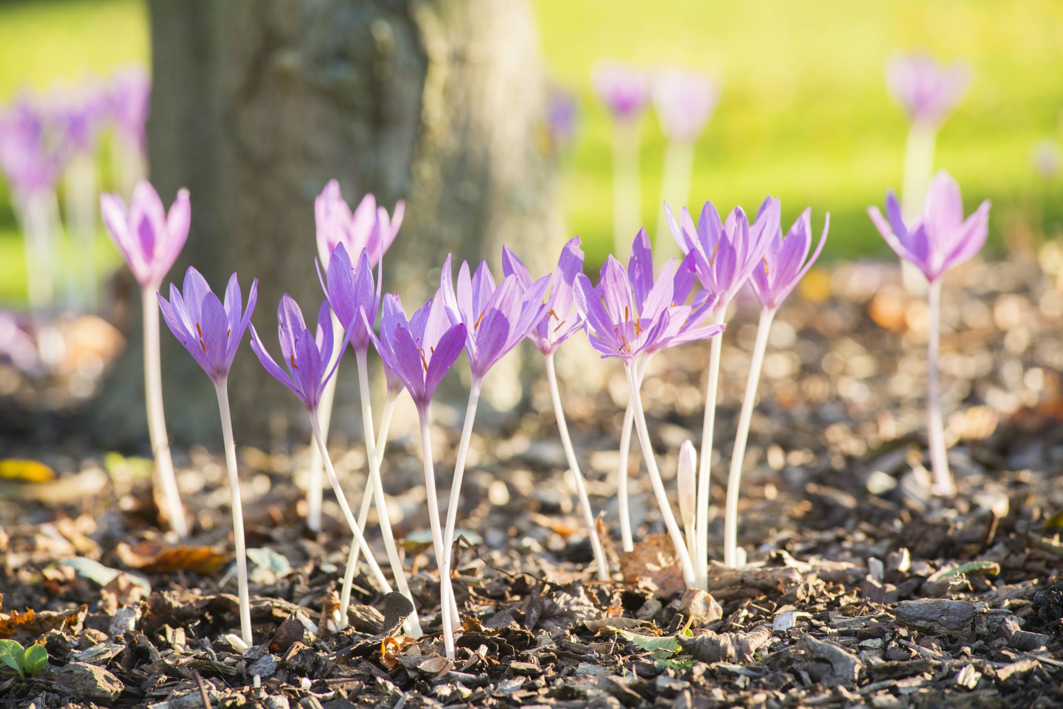 Image of Colchicum Ã— byzantinum