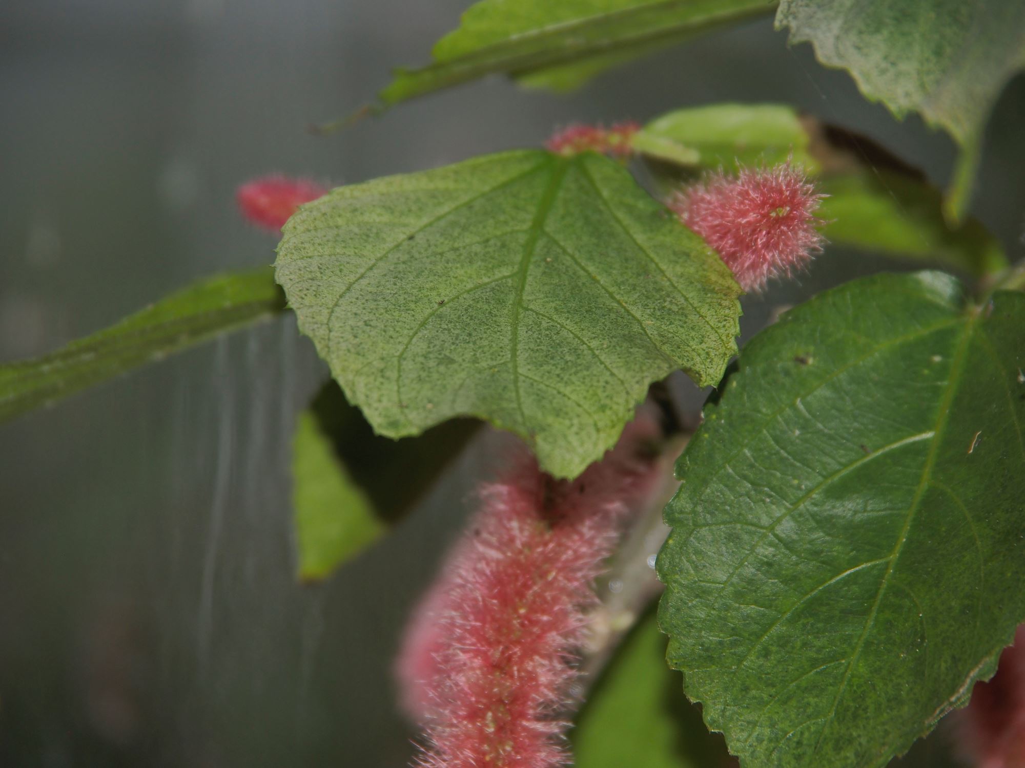 Image of Acalypha hispida