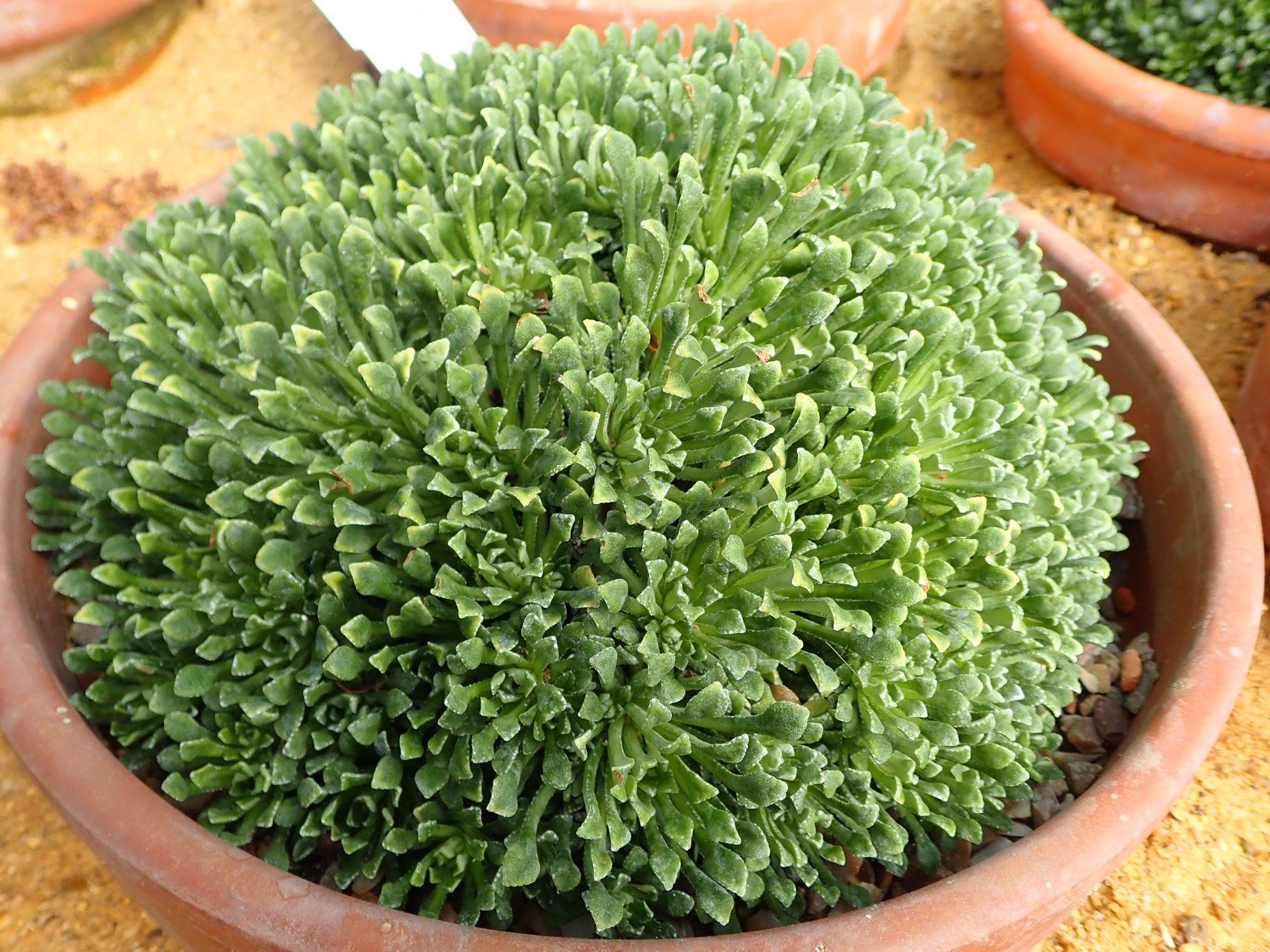Image of Saxifraga cochlearis