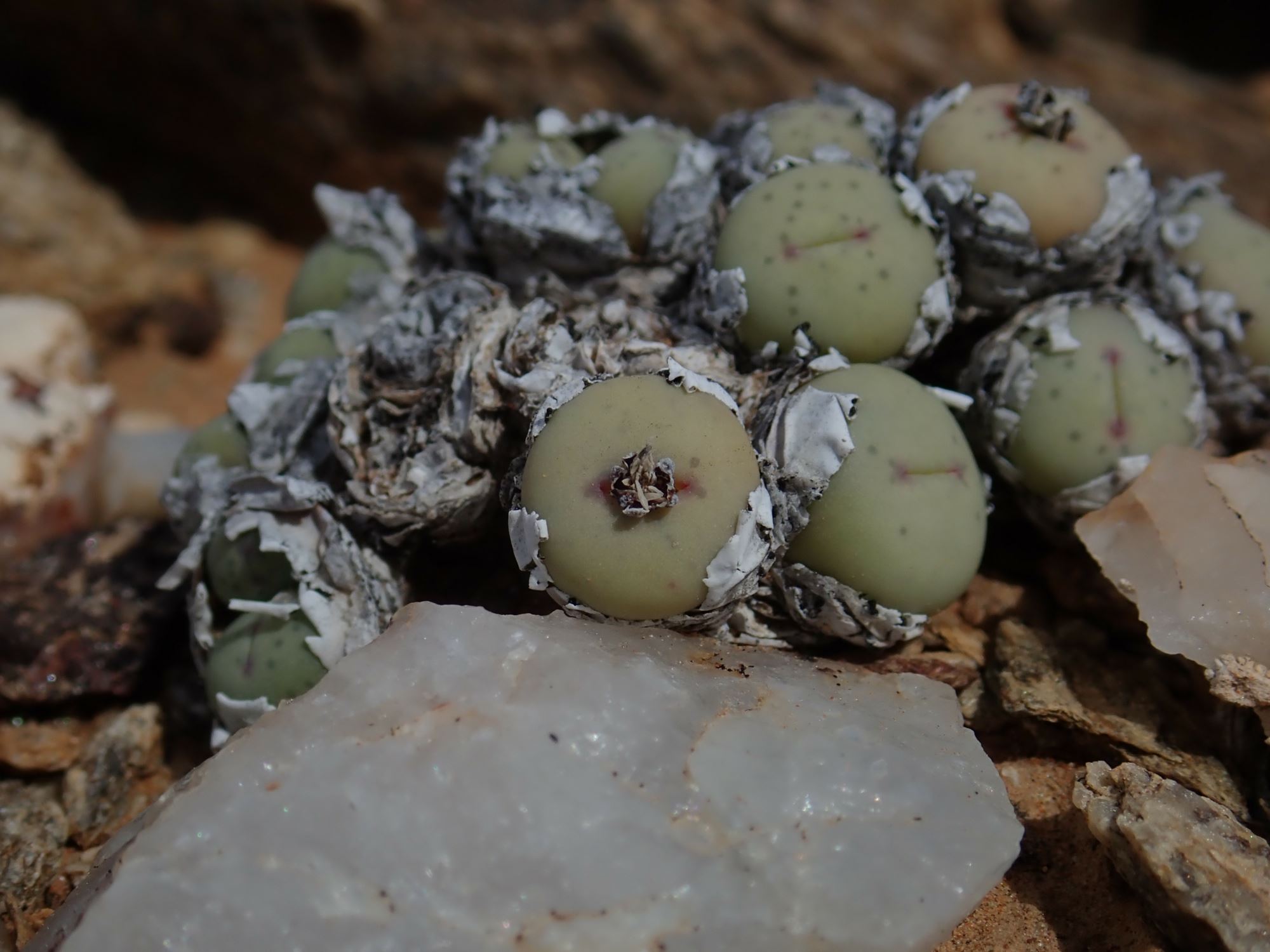 Image of Conophytum stevens-jonesianum