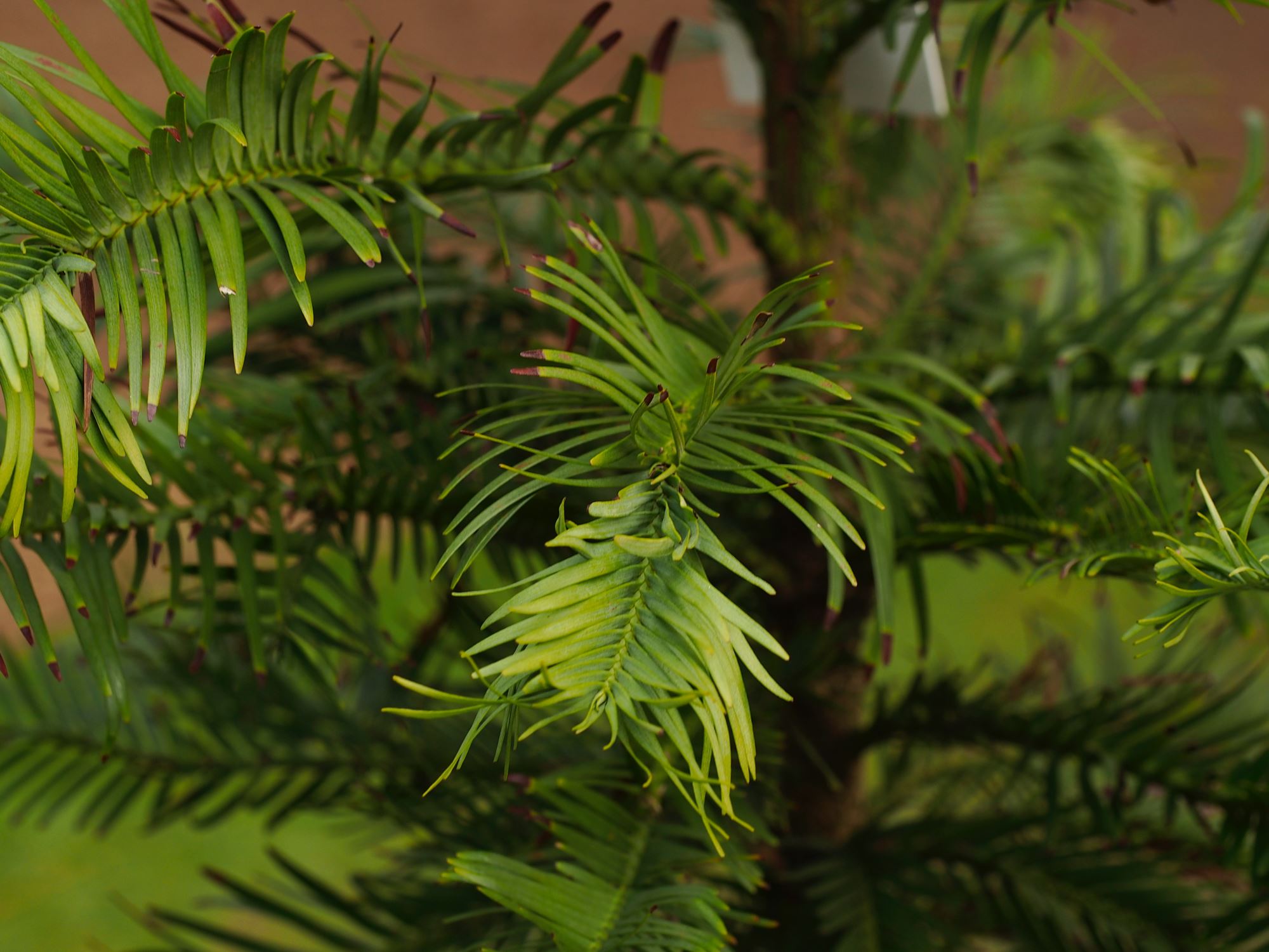 Image of Wollemia nobilis