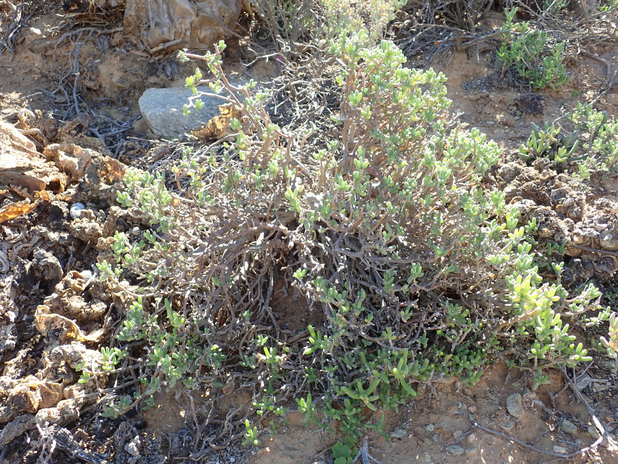 Image of Delosperma klinghardtianum