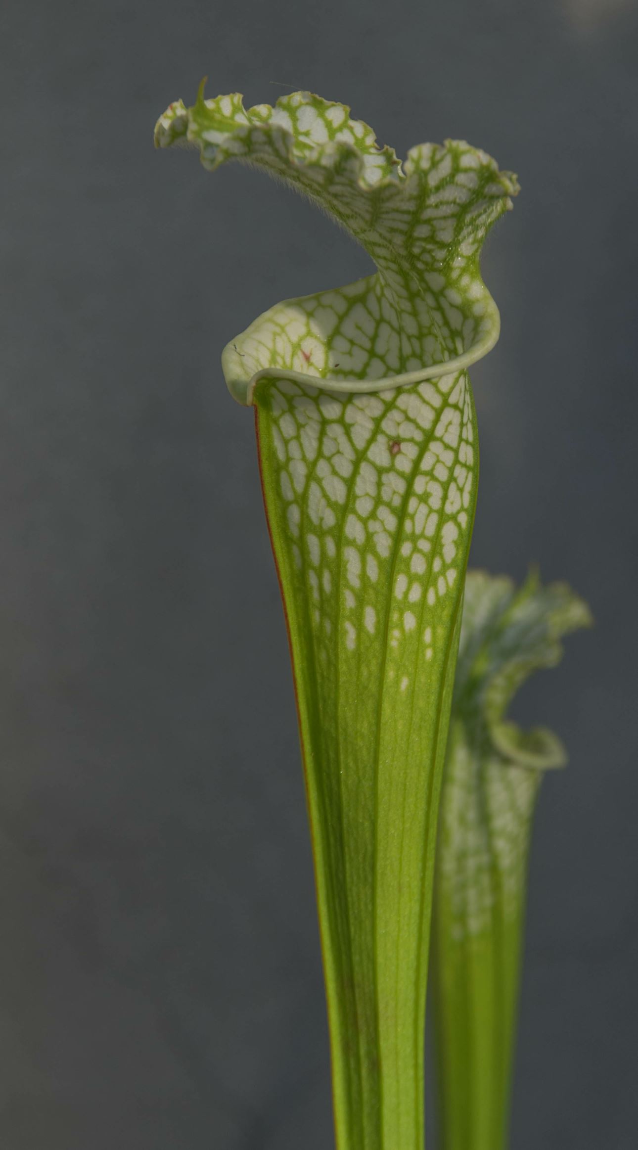 Image of Sarracenia leucophylla