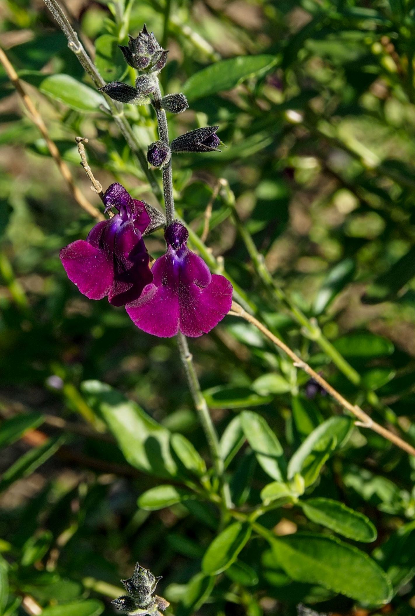 Image of Salvia 'Nachtvlinder'