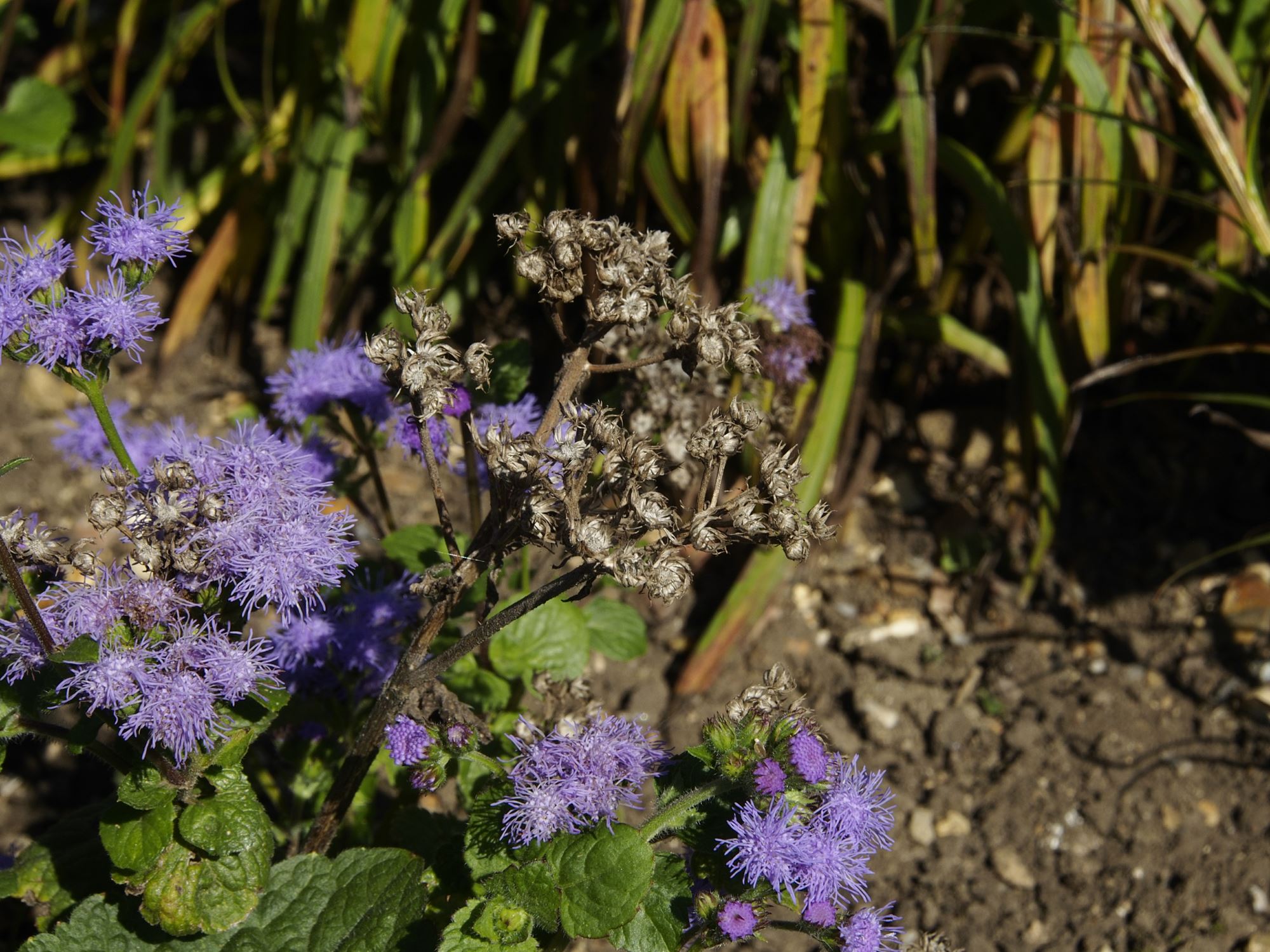 Image of Ageratum houstonianum 'Blue Bouquet'