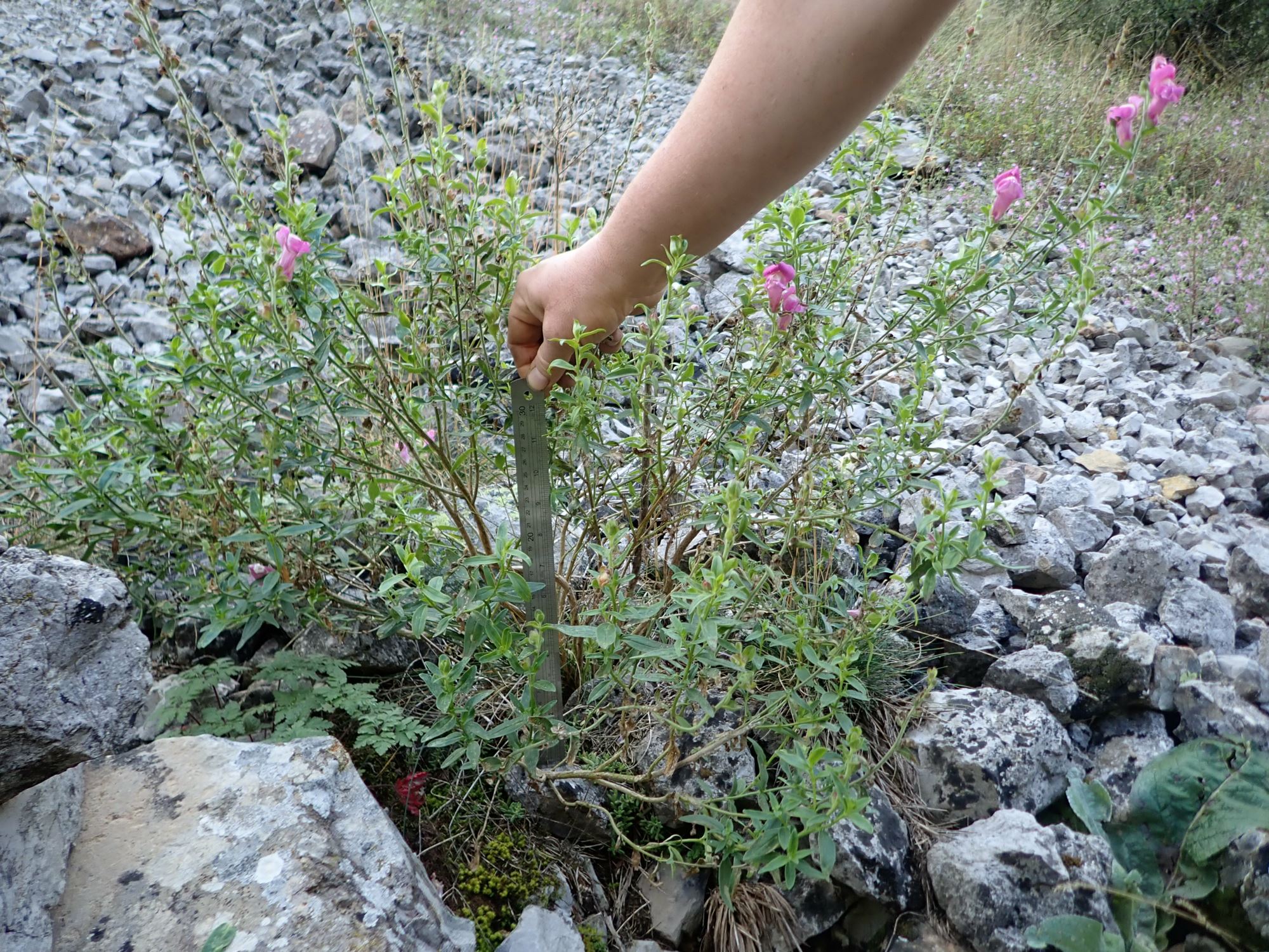 Image of Antirrhinum majus