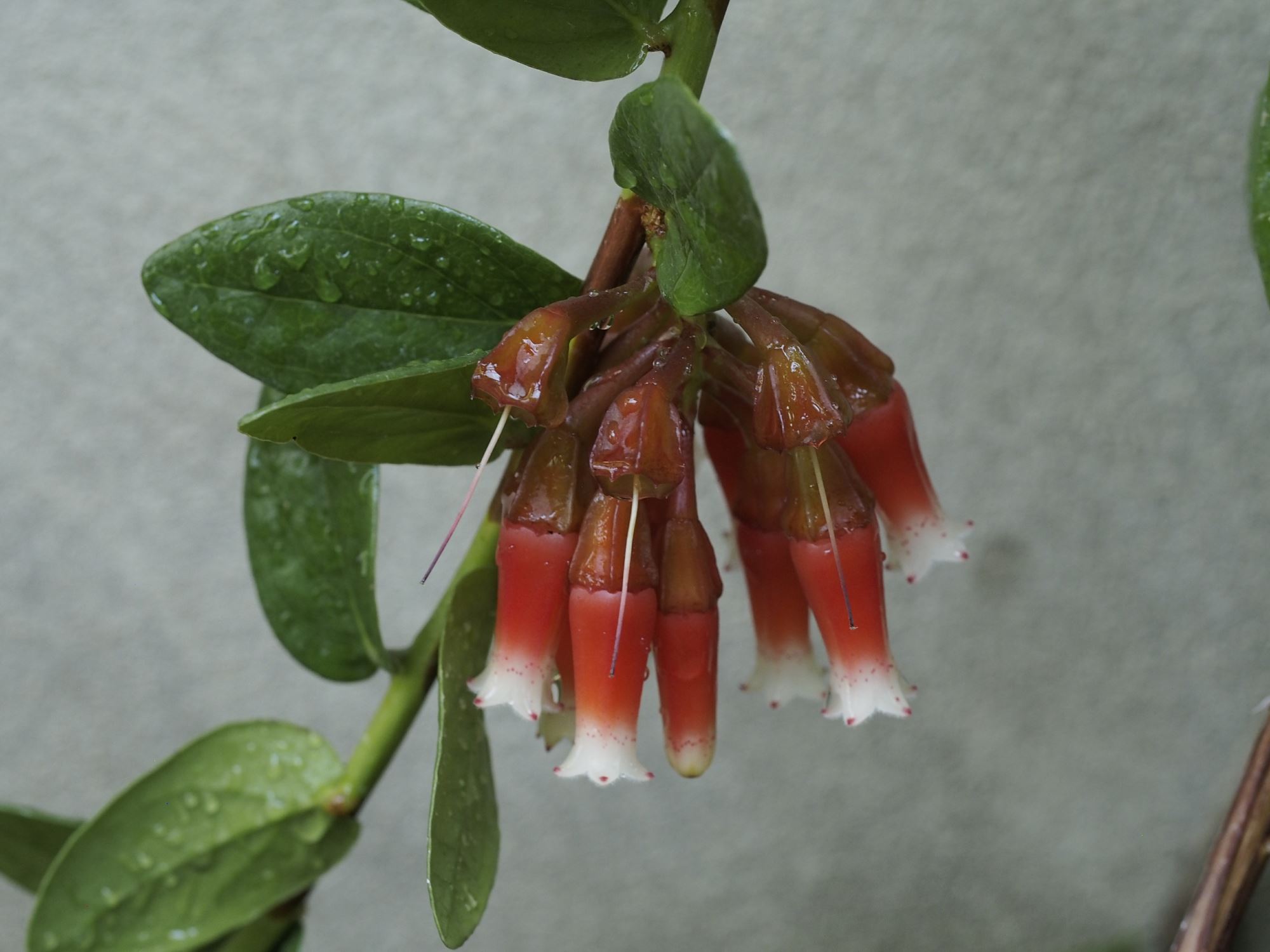 Image of Macleania cordifolia