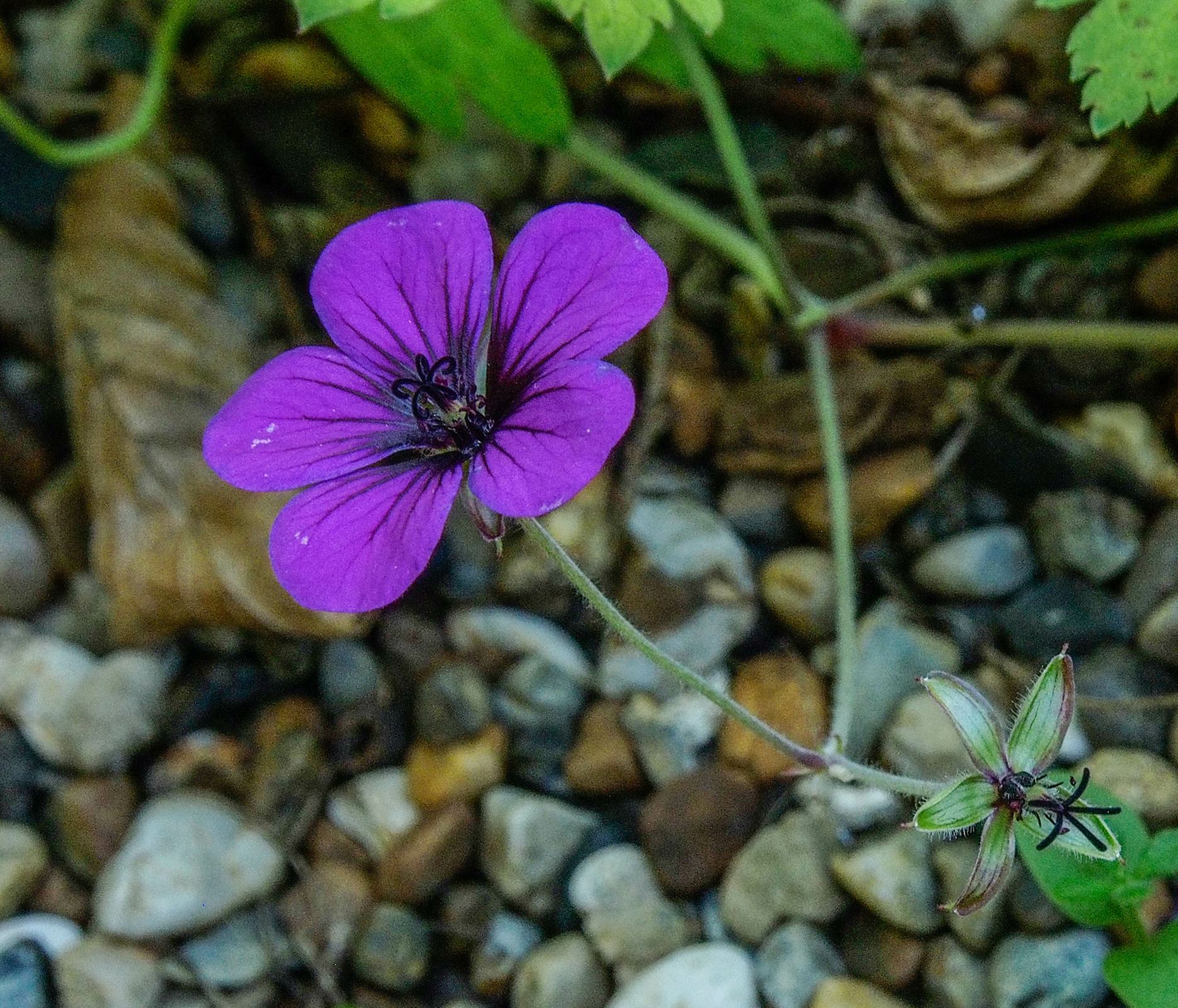 Image of Geranium procurrens Ã— G. psilostemon 'Ann Folkard'
