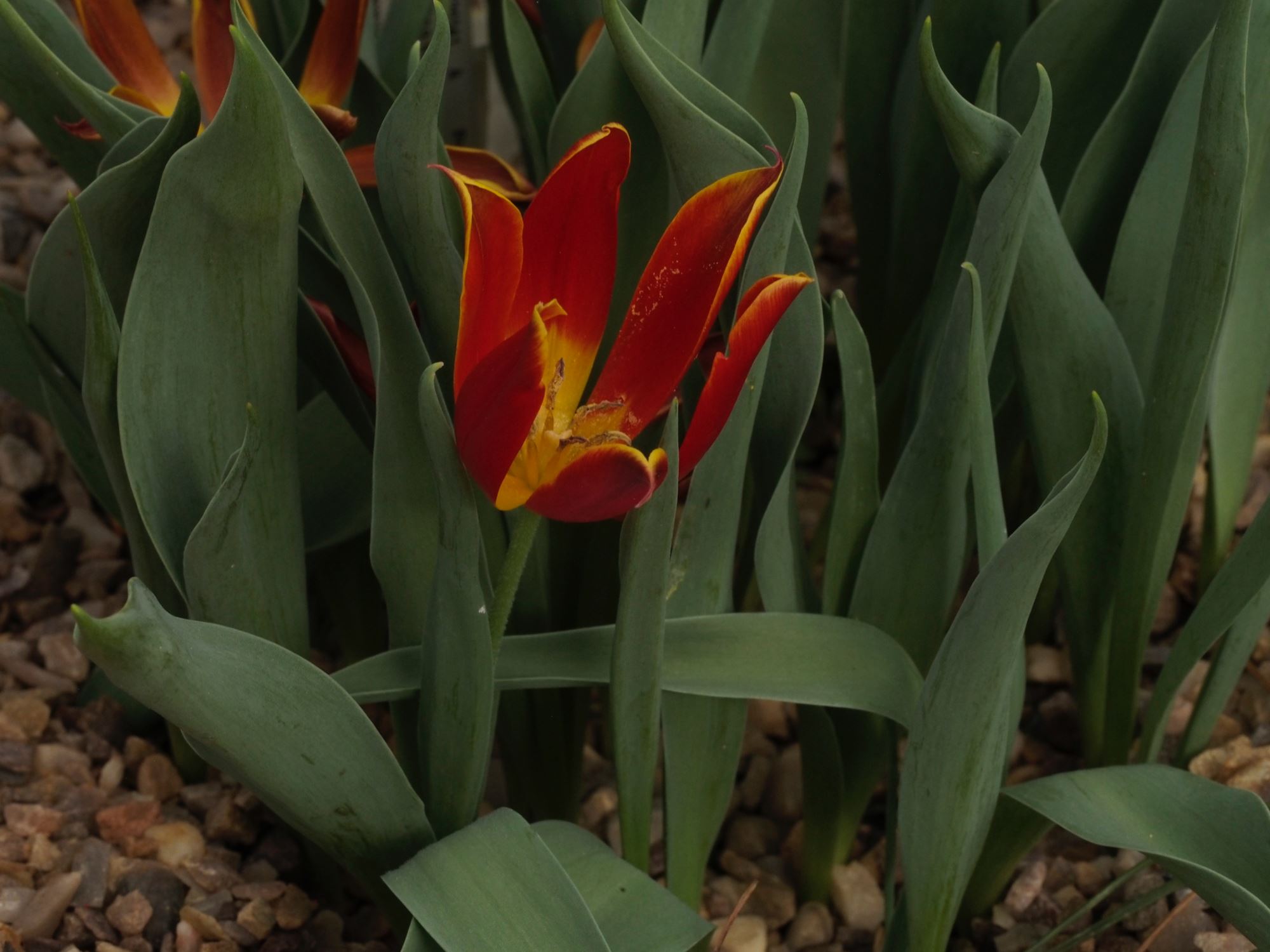 Image of Tulipa suaveolens