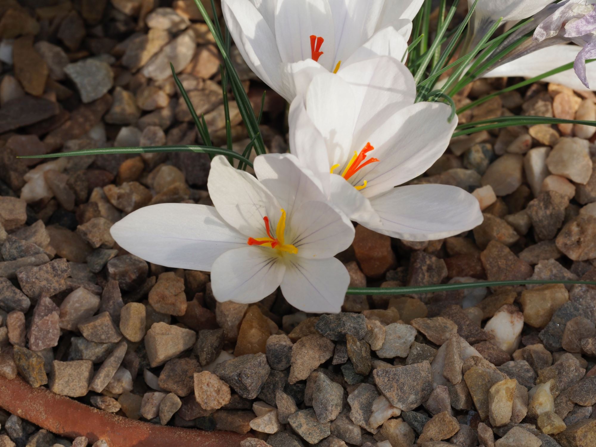 Image of Crocus asumaniae