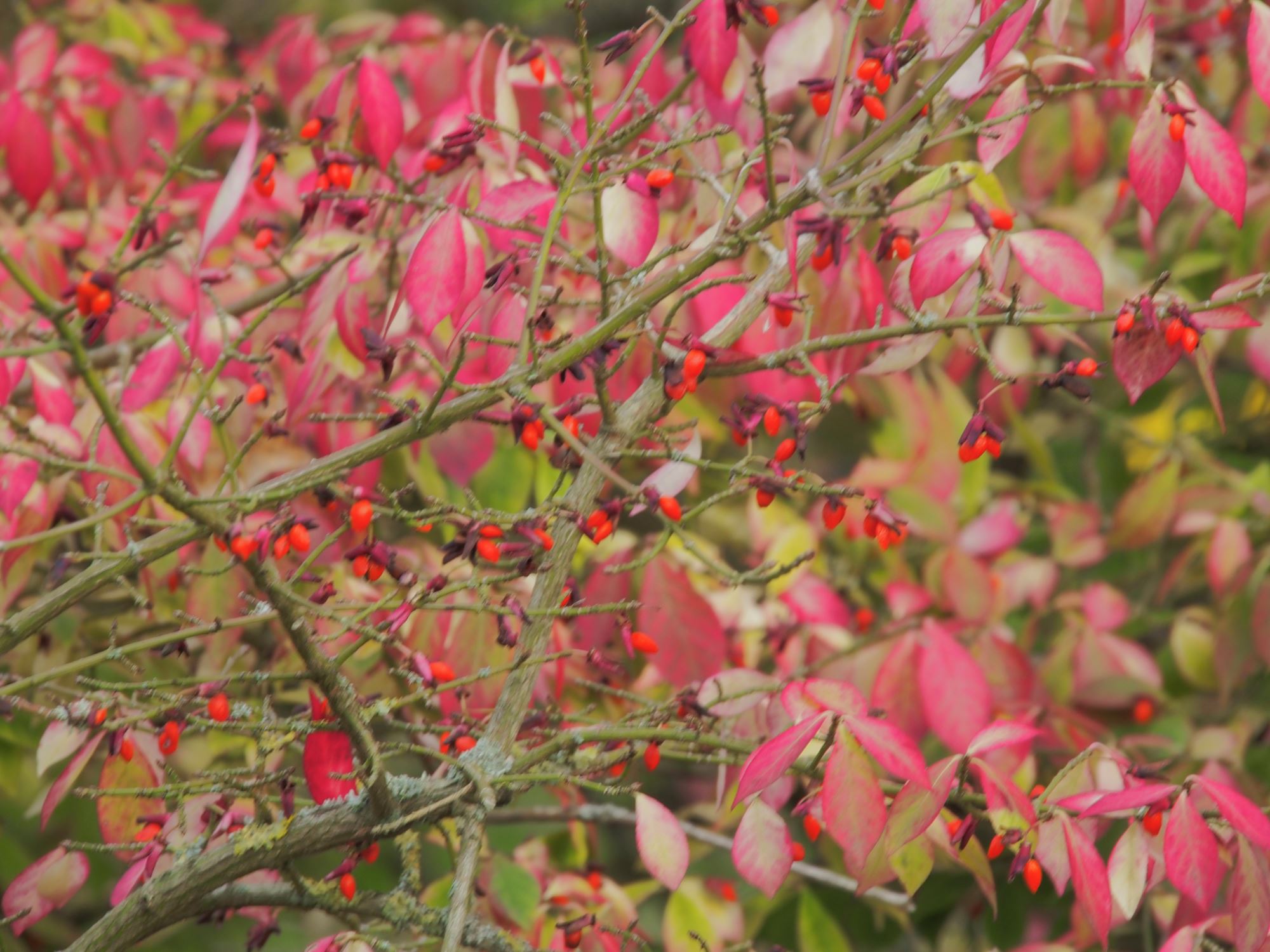 Image of Euonymus alatus var. apterus