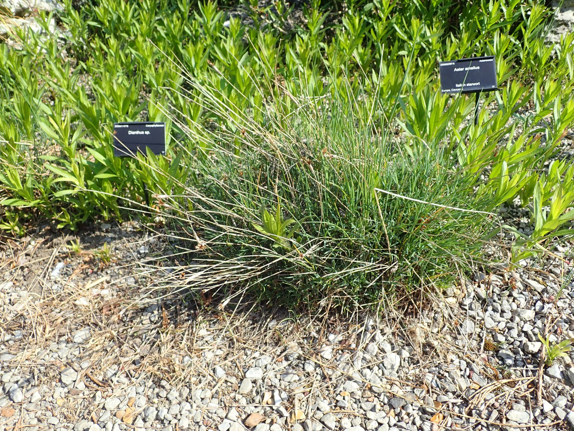 Image of Dianthus orientalis