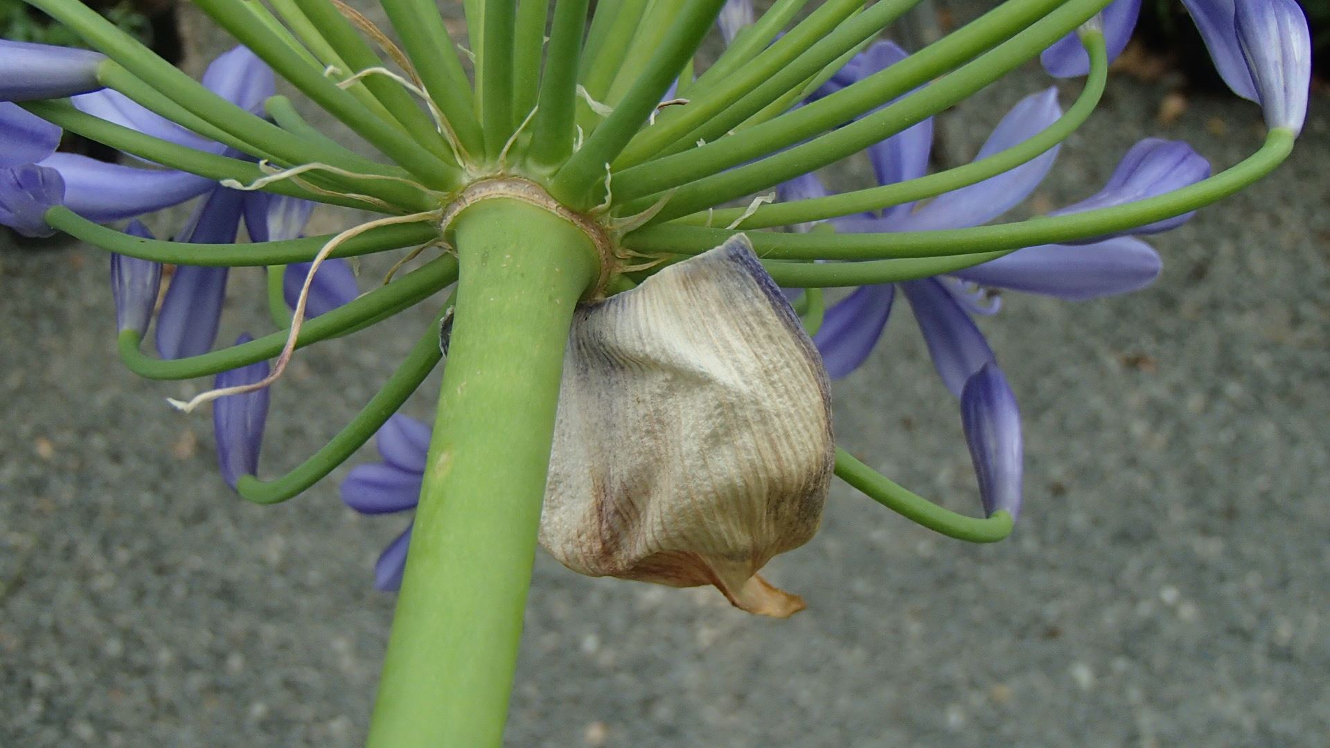 Image of Agapanthus praecox subsp. praecox