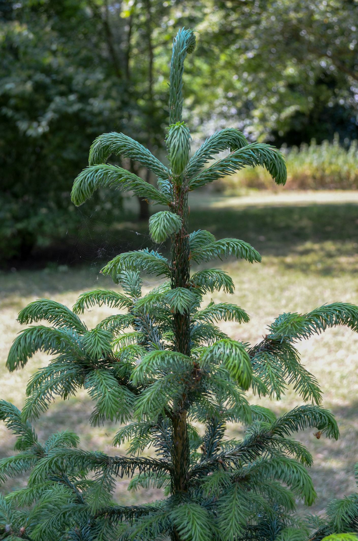 Image of Picea omorika