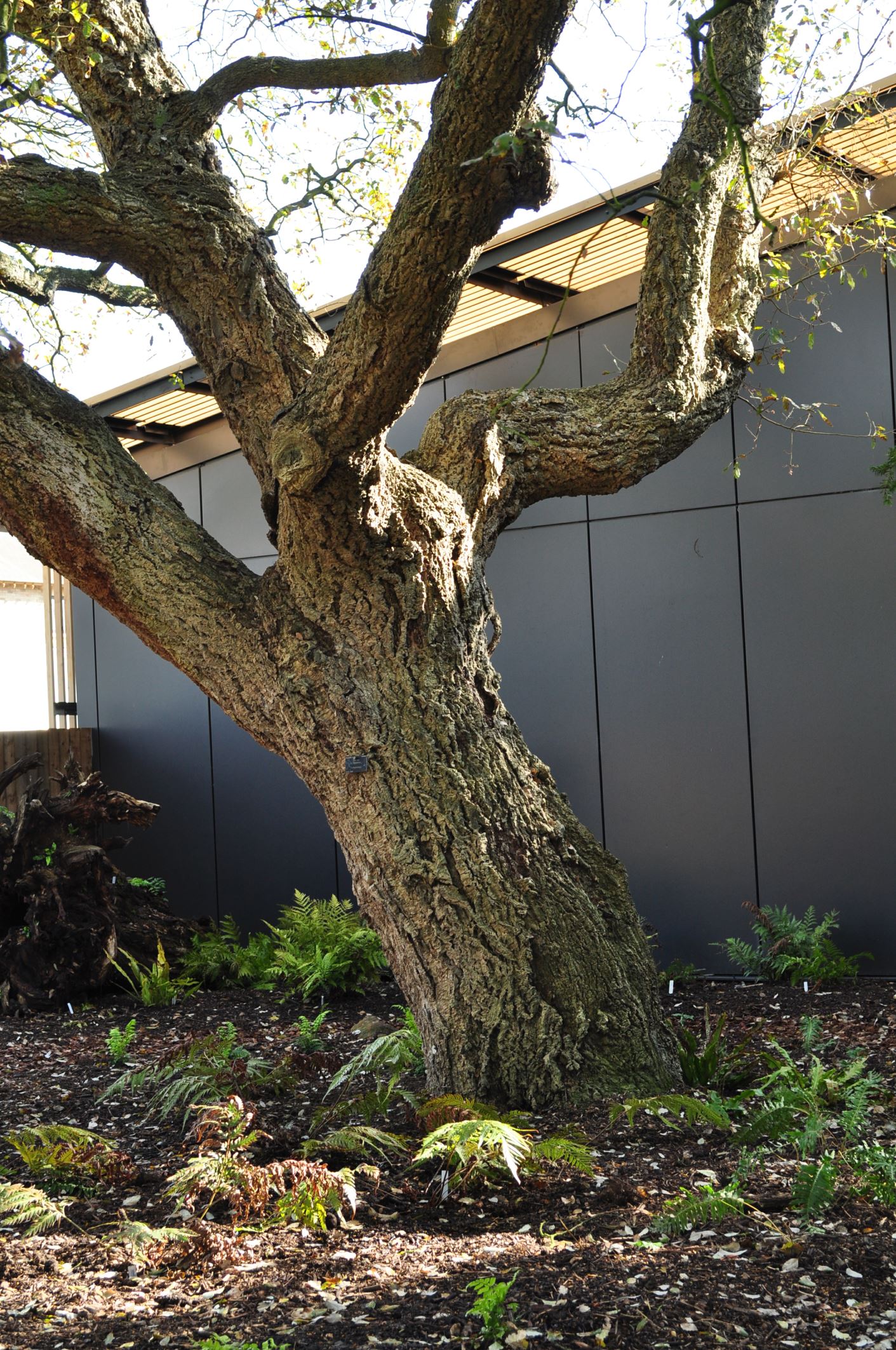 Image of Quercus Ã— hispanica 'Fulhamensis'