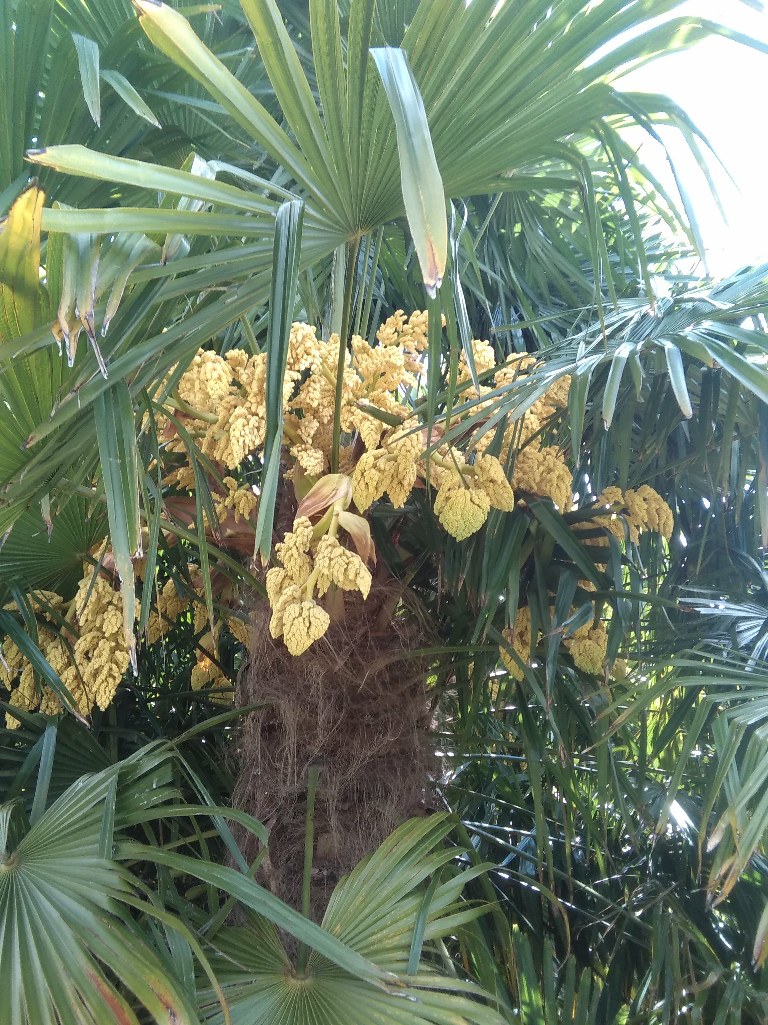 Image of Trachycarpus fortunei
